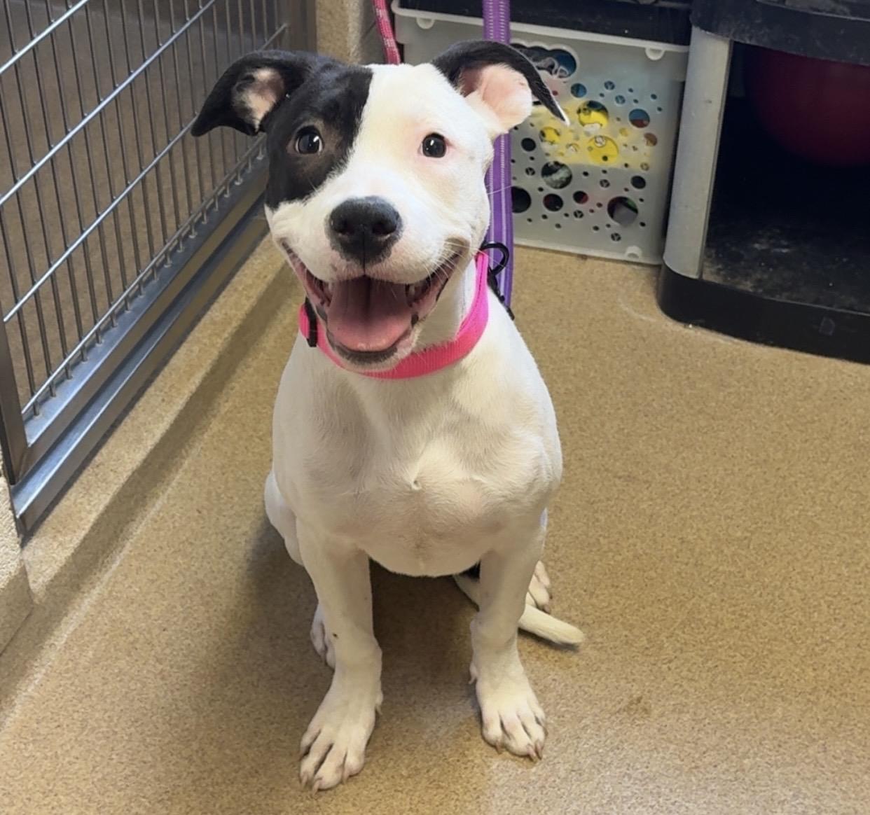 Enlarge Missy **Breed experience required** , a ADOPTABLE mixed breed in Kearneysville, WV image 3/4