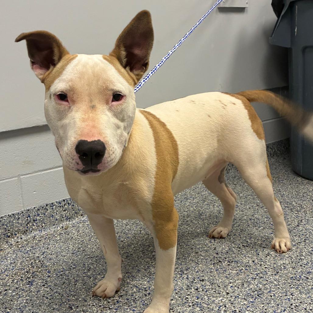 Hazel, Adoptable, Adult Female Mixed Breed.