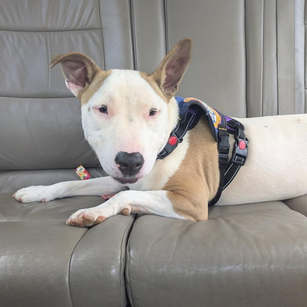 Hazel, a Adoptable Mixed Breed in Greenville, SC image 2/2