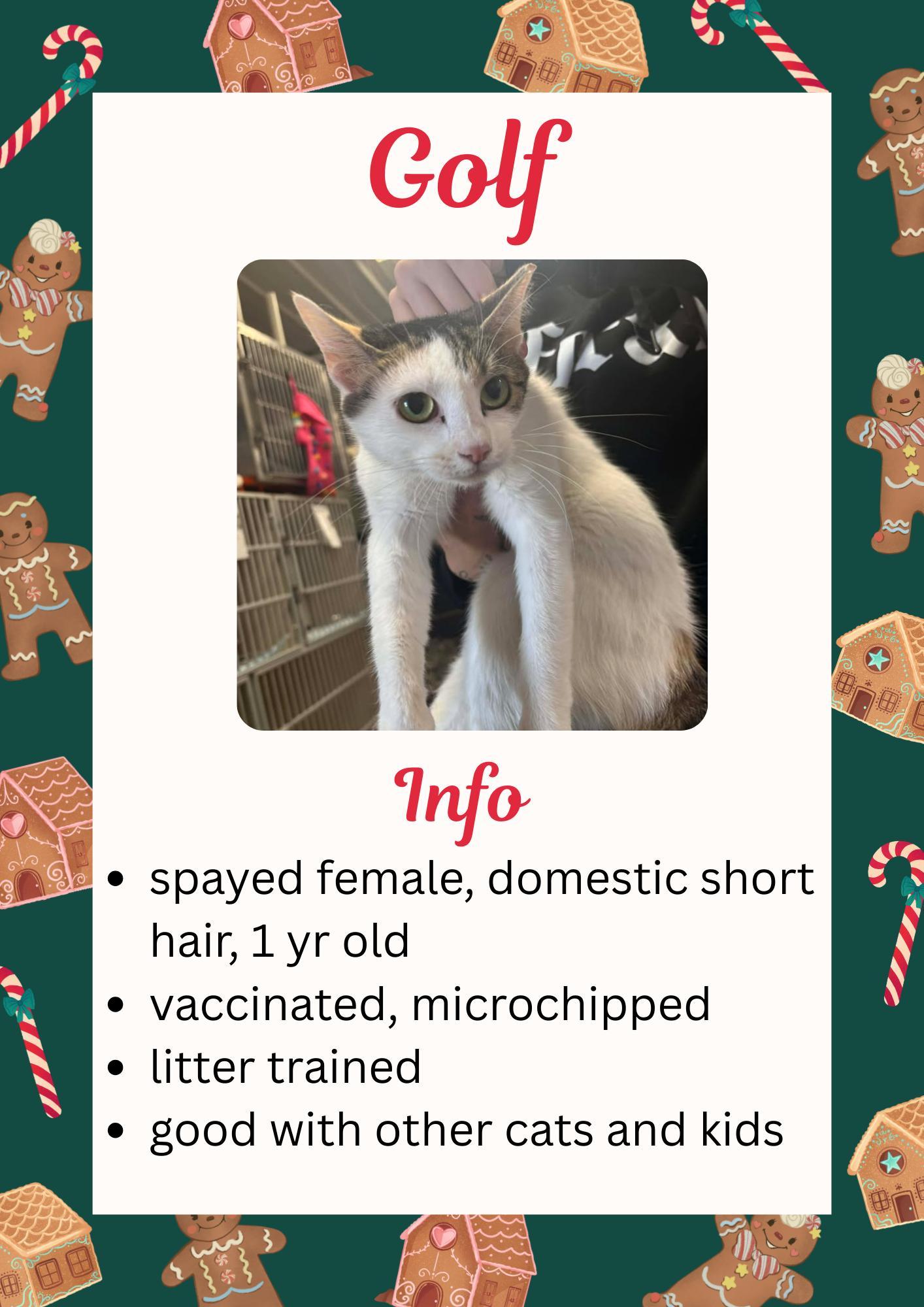 Enlarge Golf, a ADOPTABLE Domestic Short Hair in Greensburg, IN image 1/1