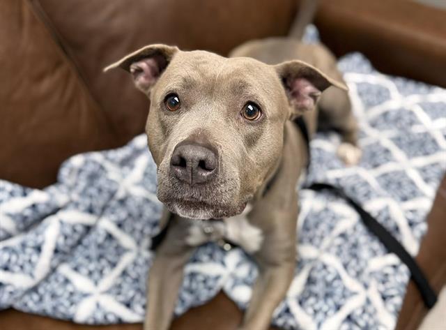 Enlarge LUNA, a Adoptable American Staffordshire Terrier in Omaha, NE image 1/1
