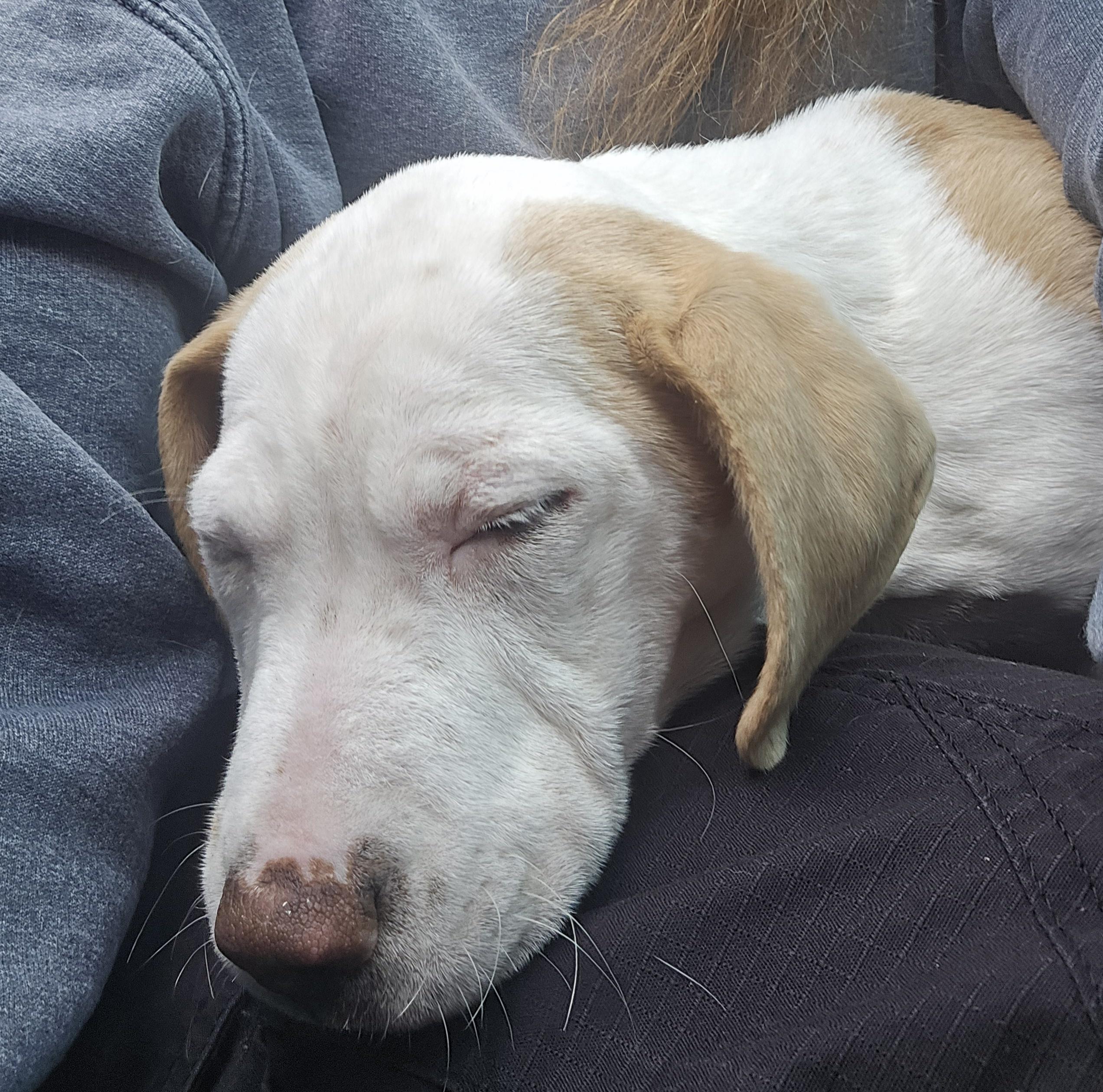 Enlarge Willow, a ADOPTABLE Mixed Breed in McCrory, AR image 3/3