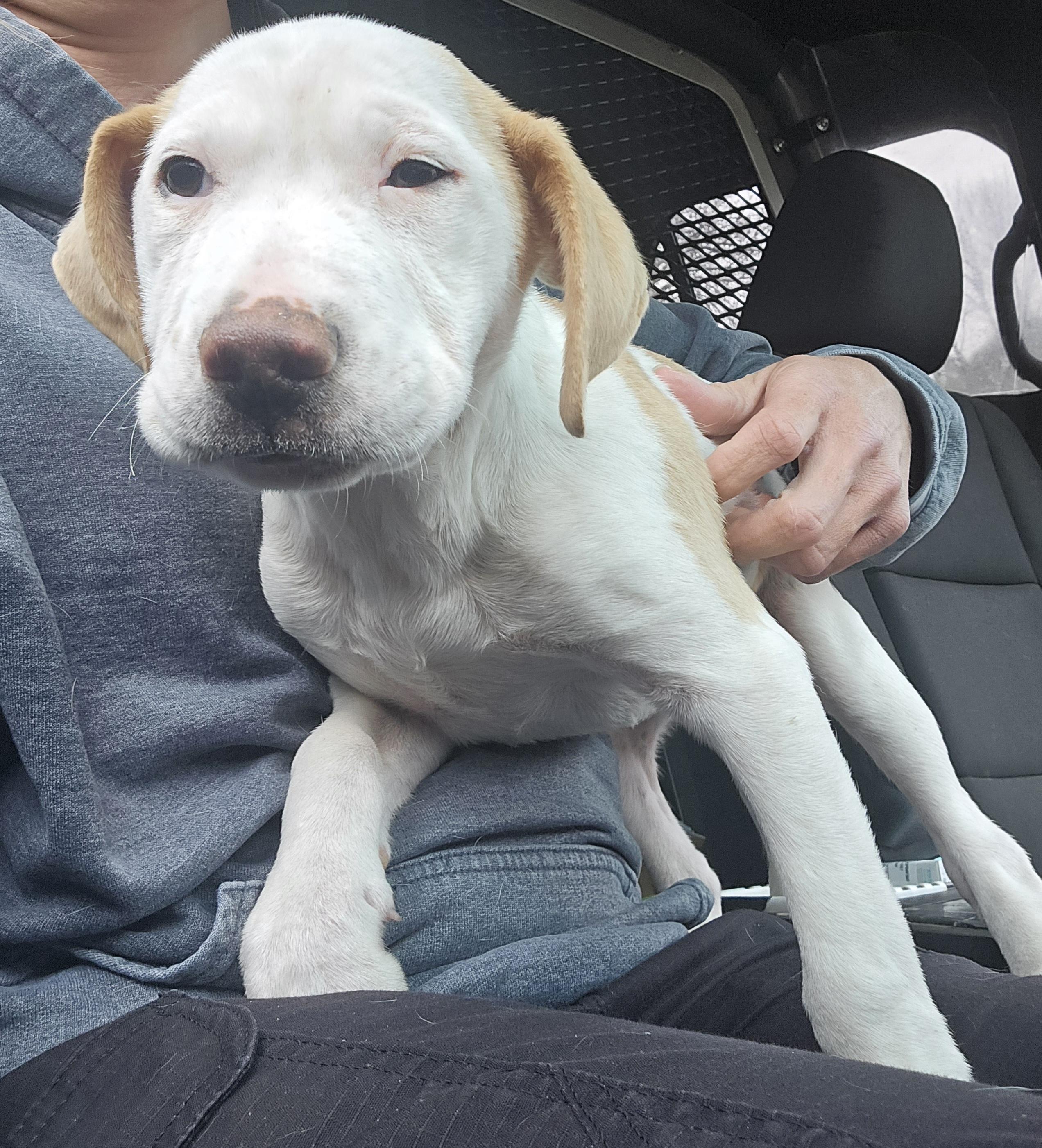 Enlarge Willow, a ADOPTABLE Mixed Breed in McCrory, AR image 2/3