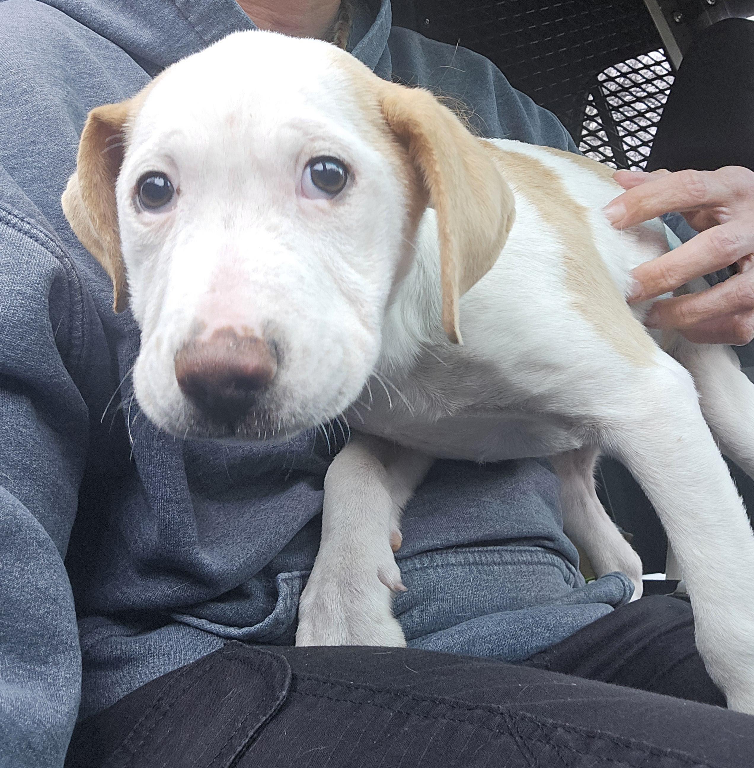 Willow, ADOPTABLE, Puppy Female Mixed Breed.