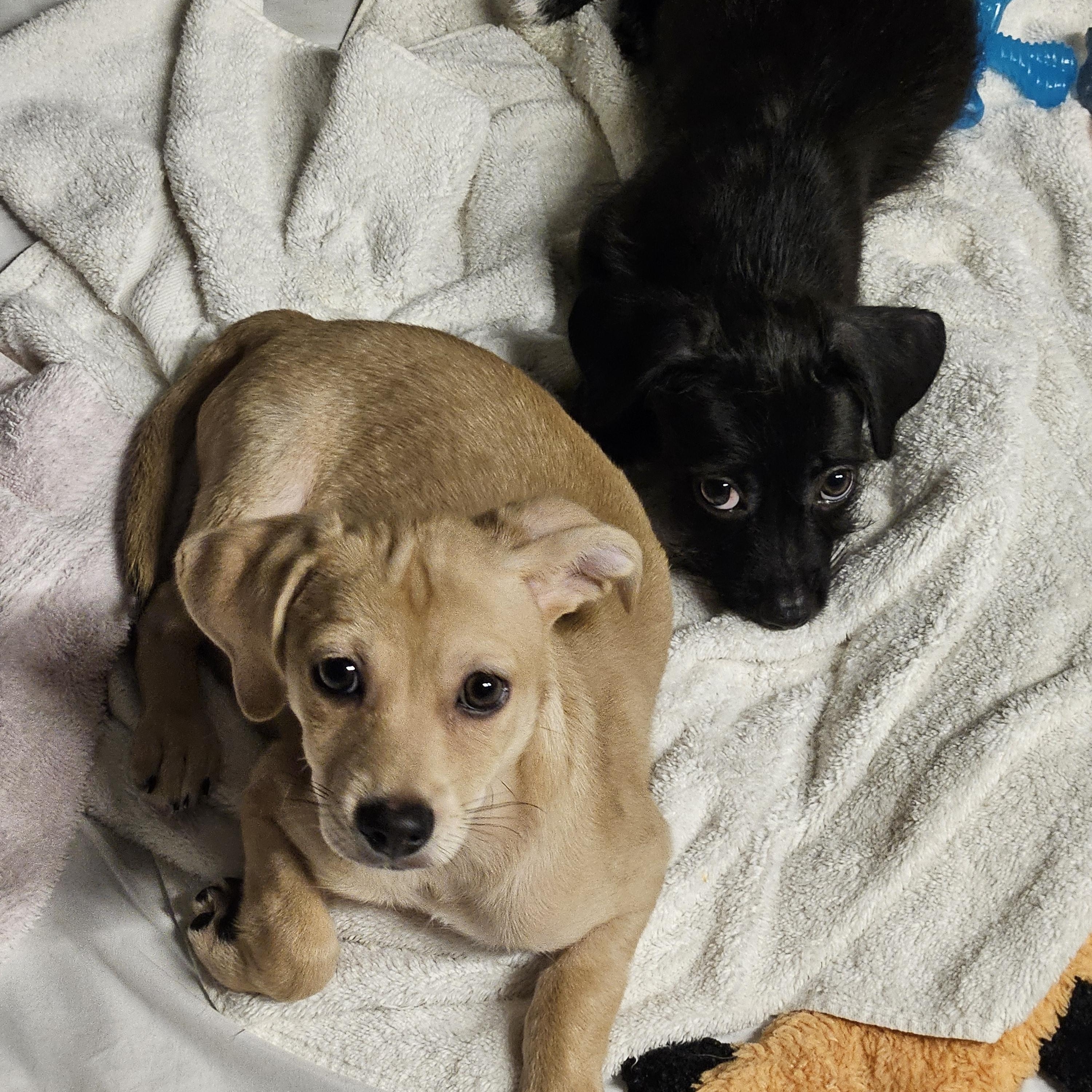 Enlarge Simon, a Adopted mixed breed in Sherman, TX image 4/6