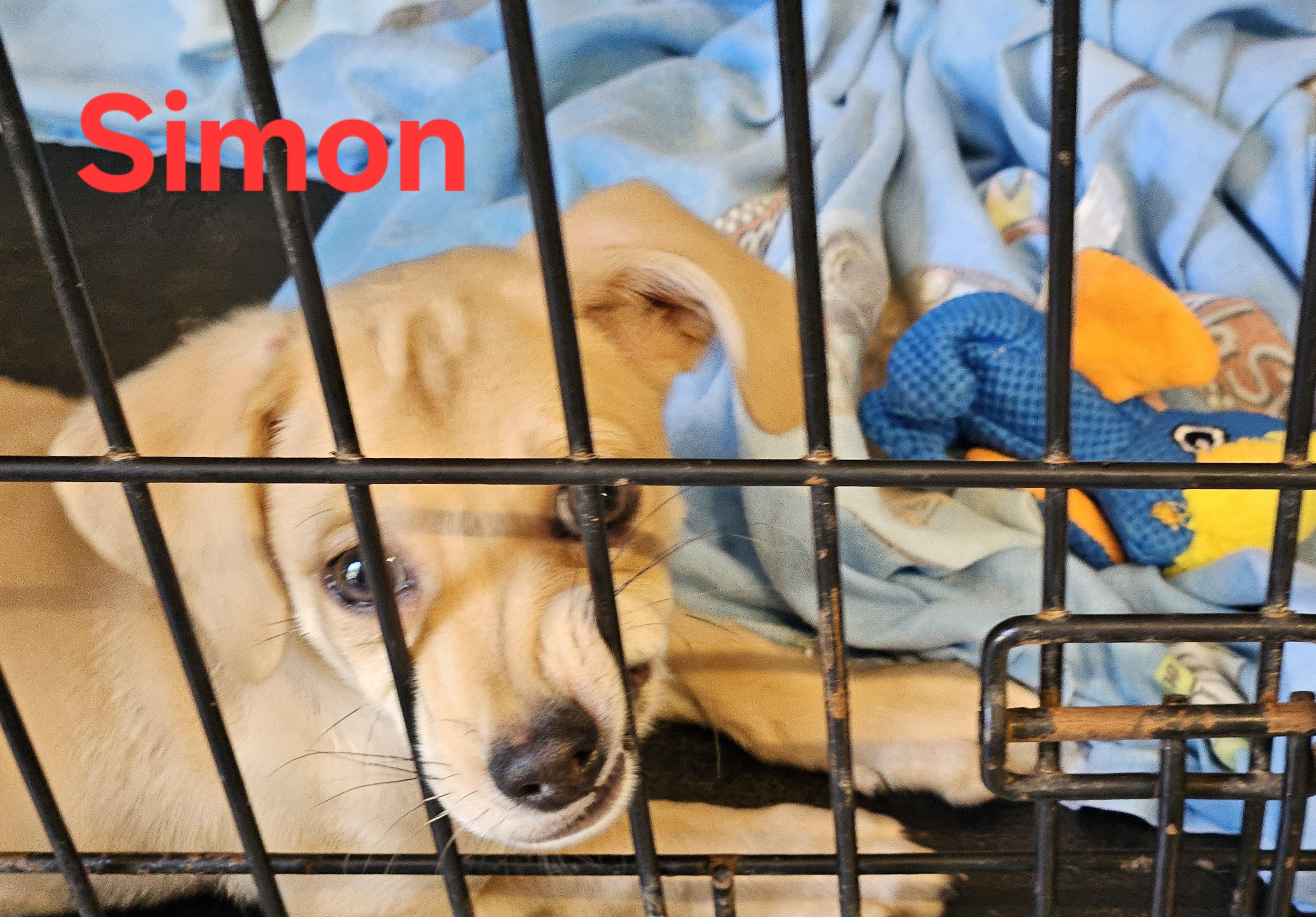 Enlarge Simon, a Adopted mixed breed in Sherman, TX image 3/6
