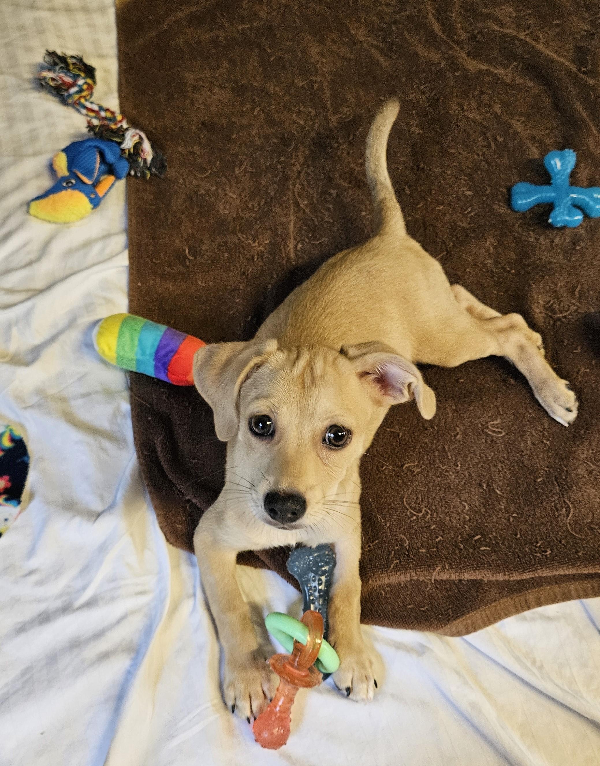 Simon, Adopted, Puppy Male Dachshund & Chihuahua.