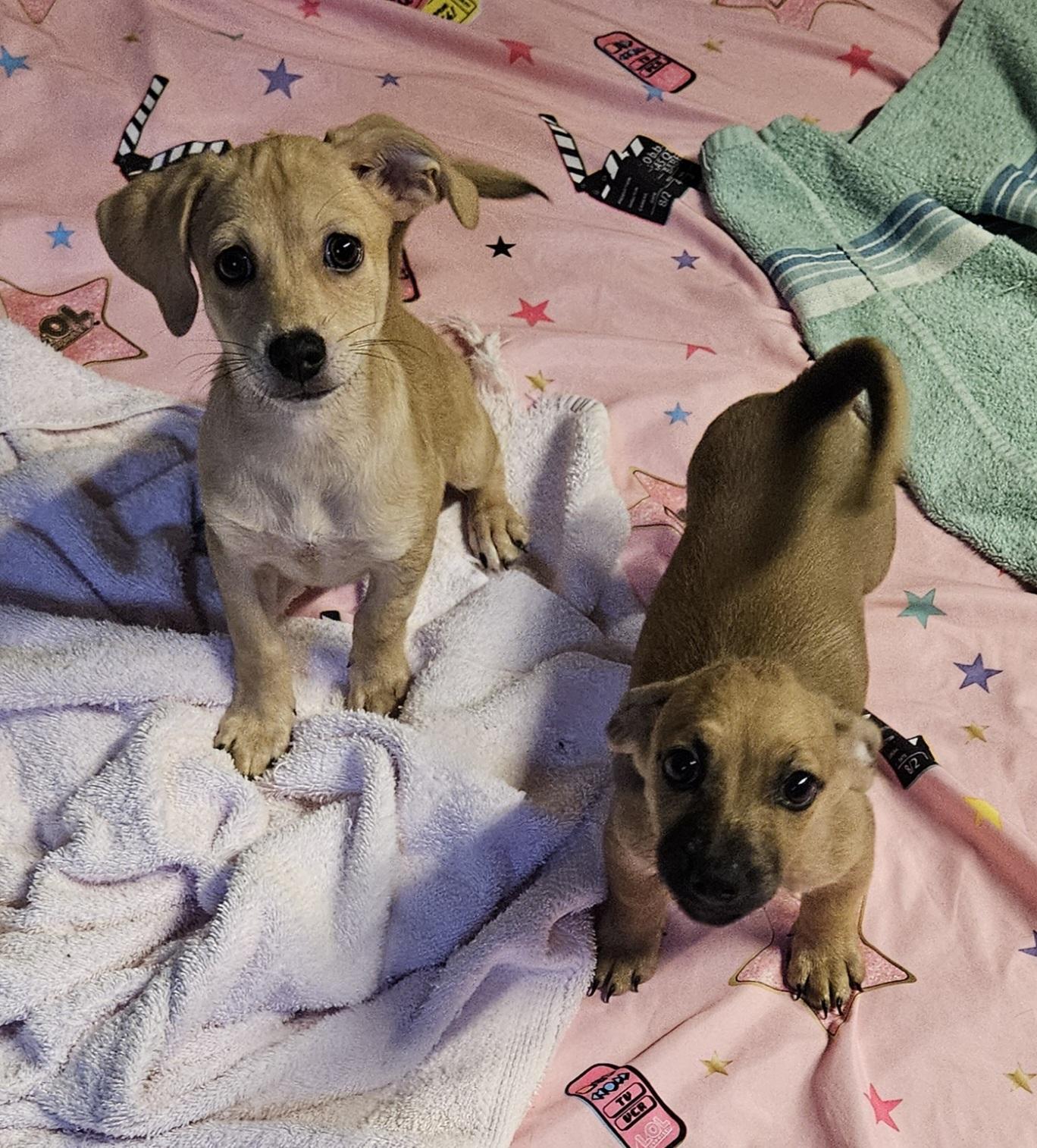 Enlarge Simon, a Adopted mixed breed in Sherman, TX image 5/6