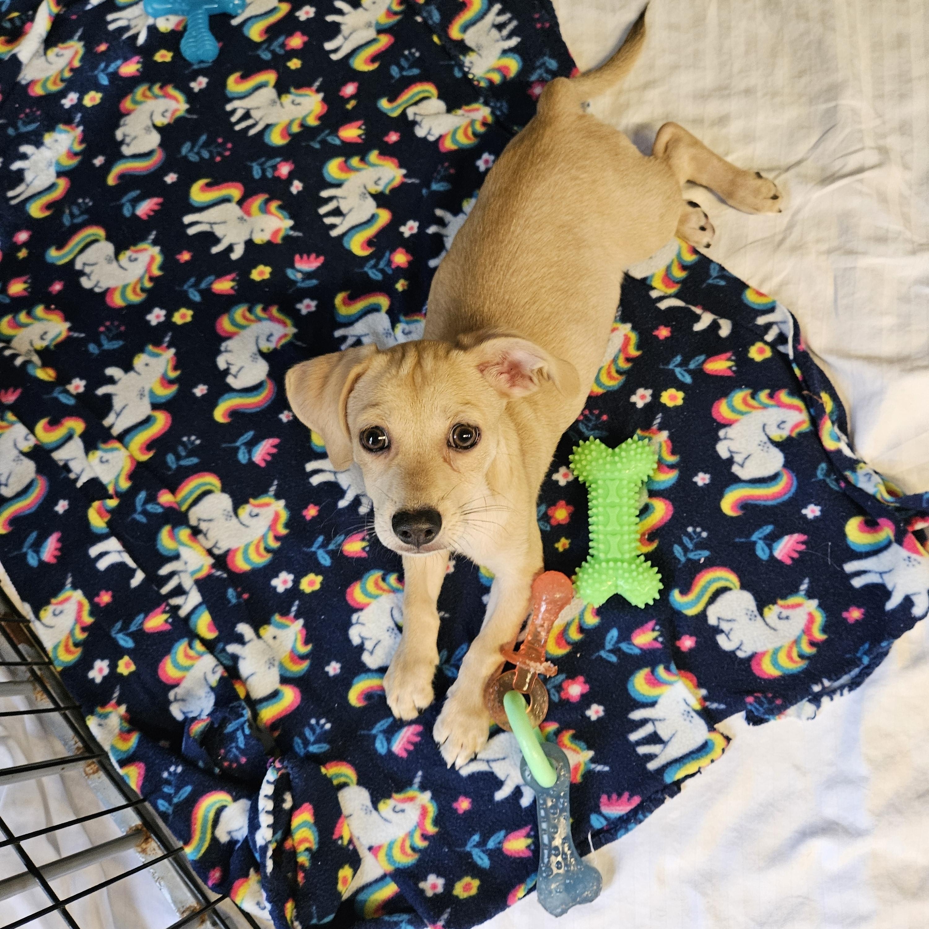 Enlarge Simon, a Adopted mixed breed in Sherman, TX image 6/6