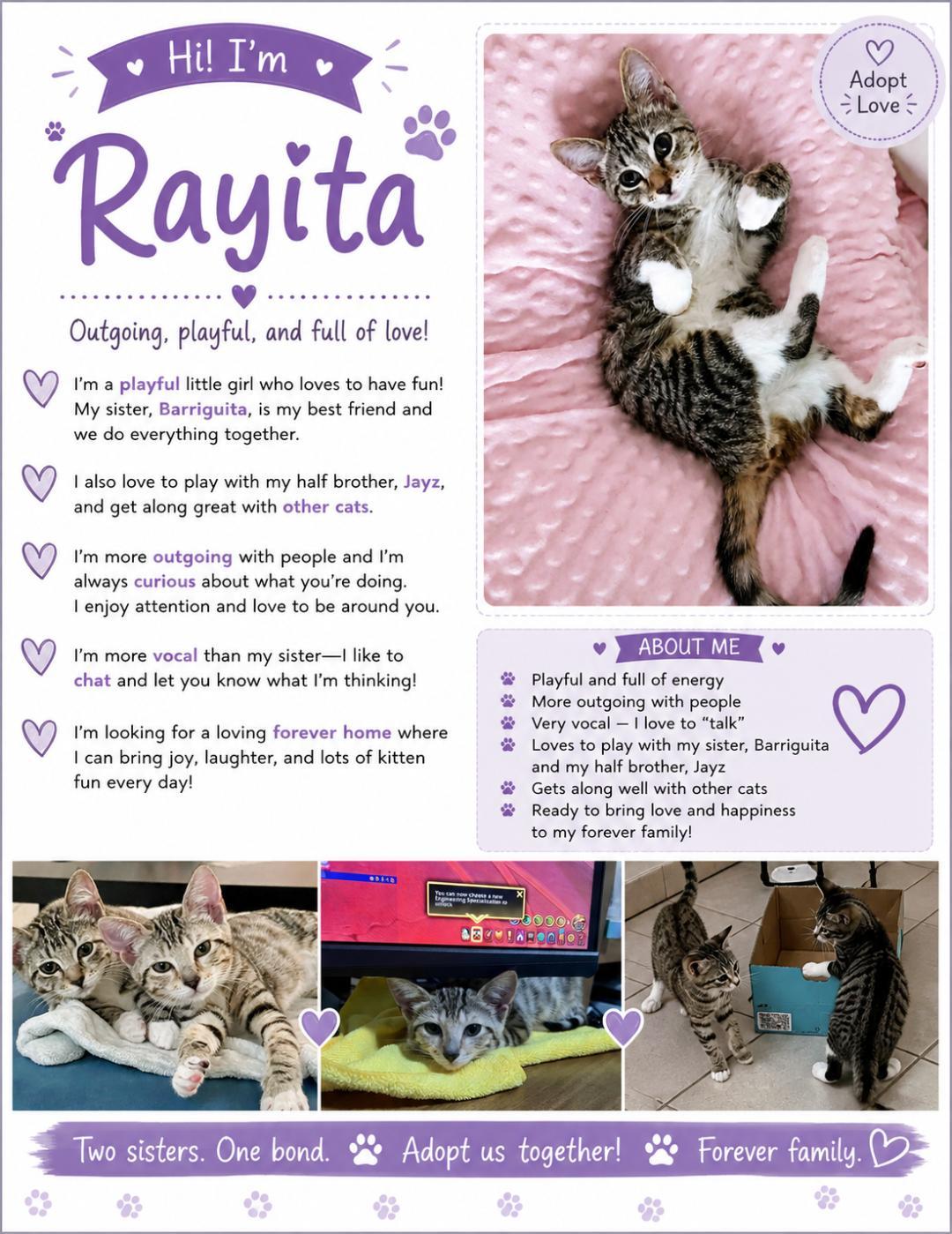 Rayita - PSP Foster Home, Adoptable, Young Female Domestic Short Hair.