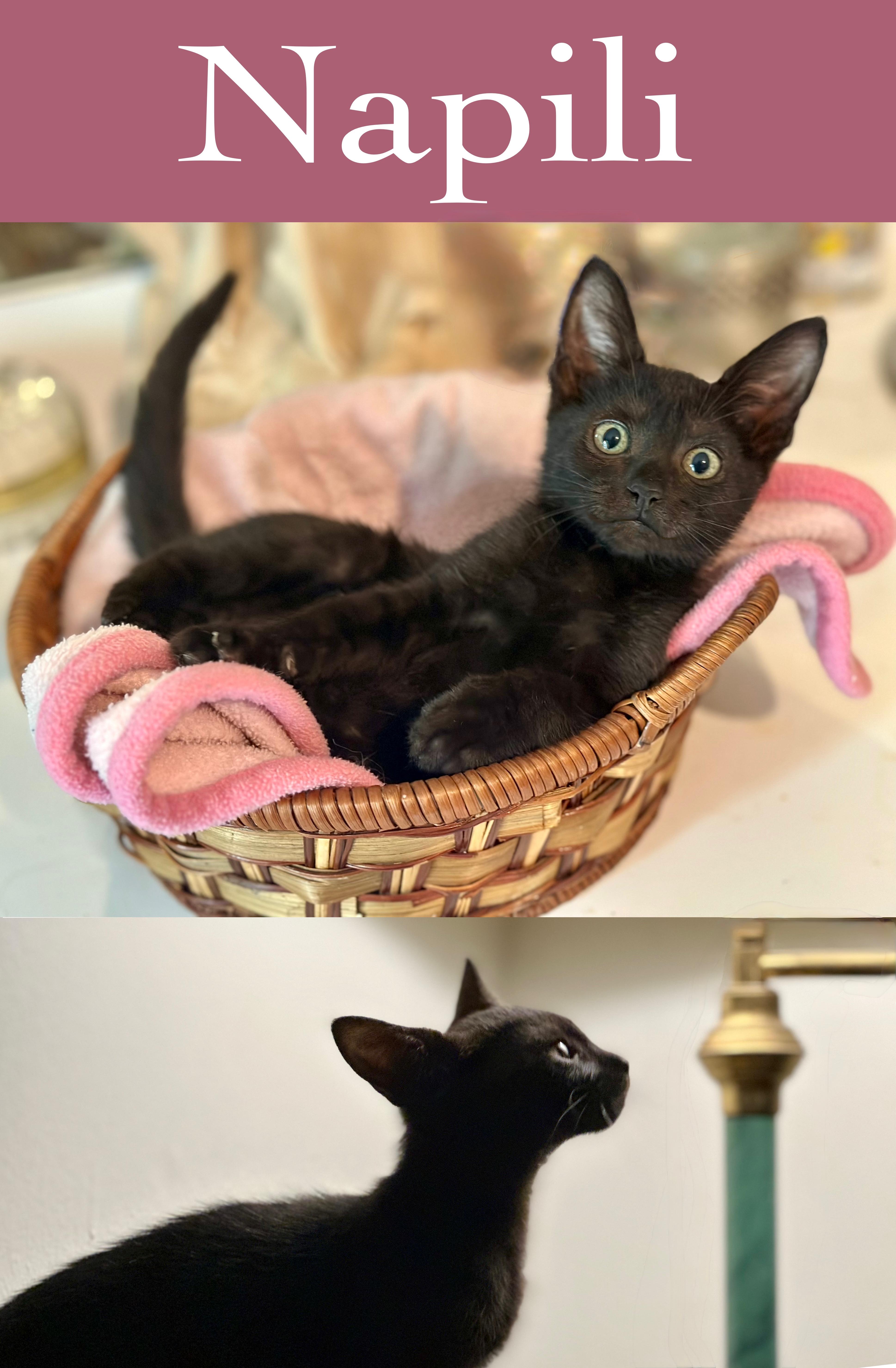 Napili, Baby Male Domestic Short Hair