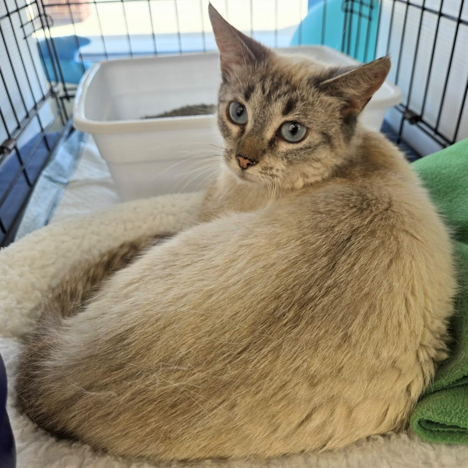 Rosalie, Adoptable, Adult Female Siamese.