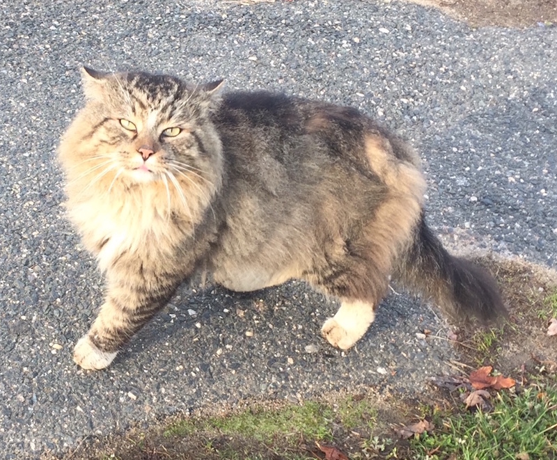Barn Cats and Mousers, Adoptable, Adult Female Domestic Short Hair.