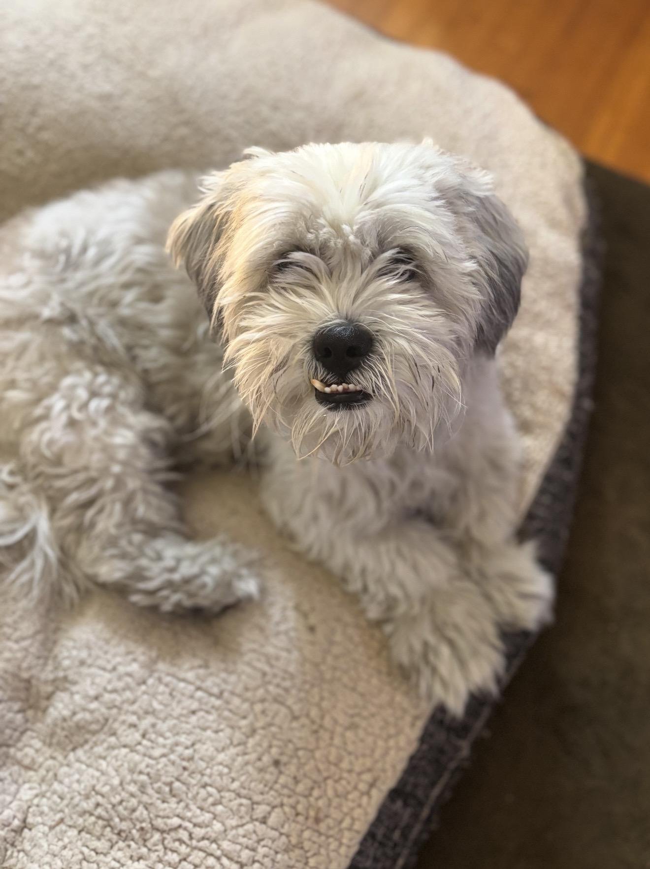 Winston - The Total Sweetheart, a ADOPTABLE mixed breed in North Hollywood , CA image 4/5