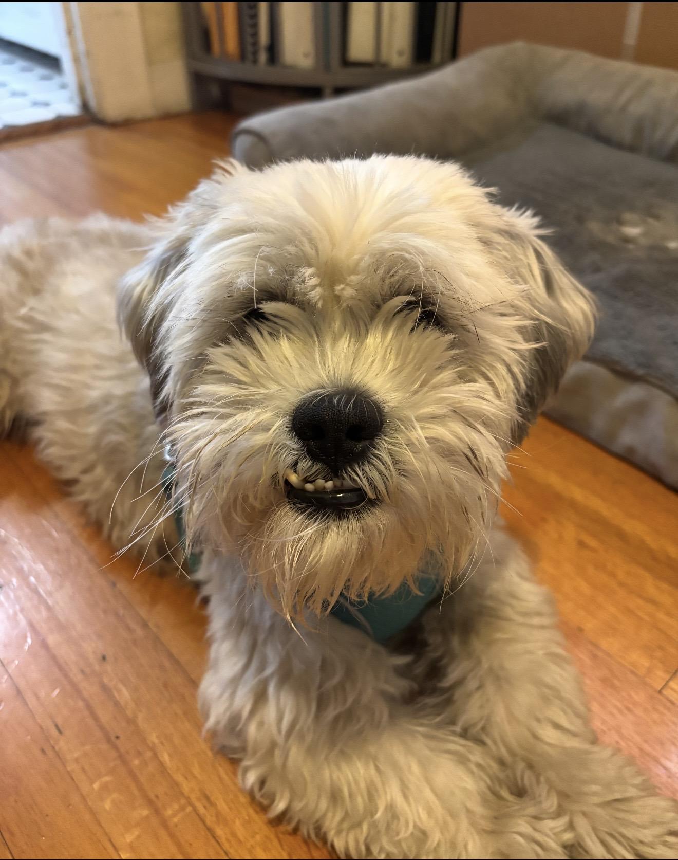 Winston - The Total Sweetheart, a ADOPTABLE mixed breed in North Hollywood , CA image 5/5