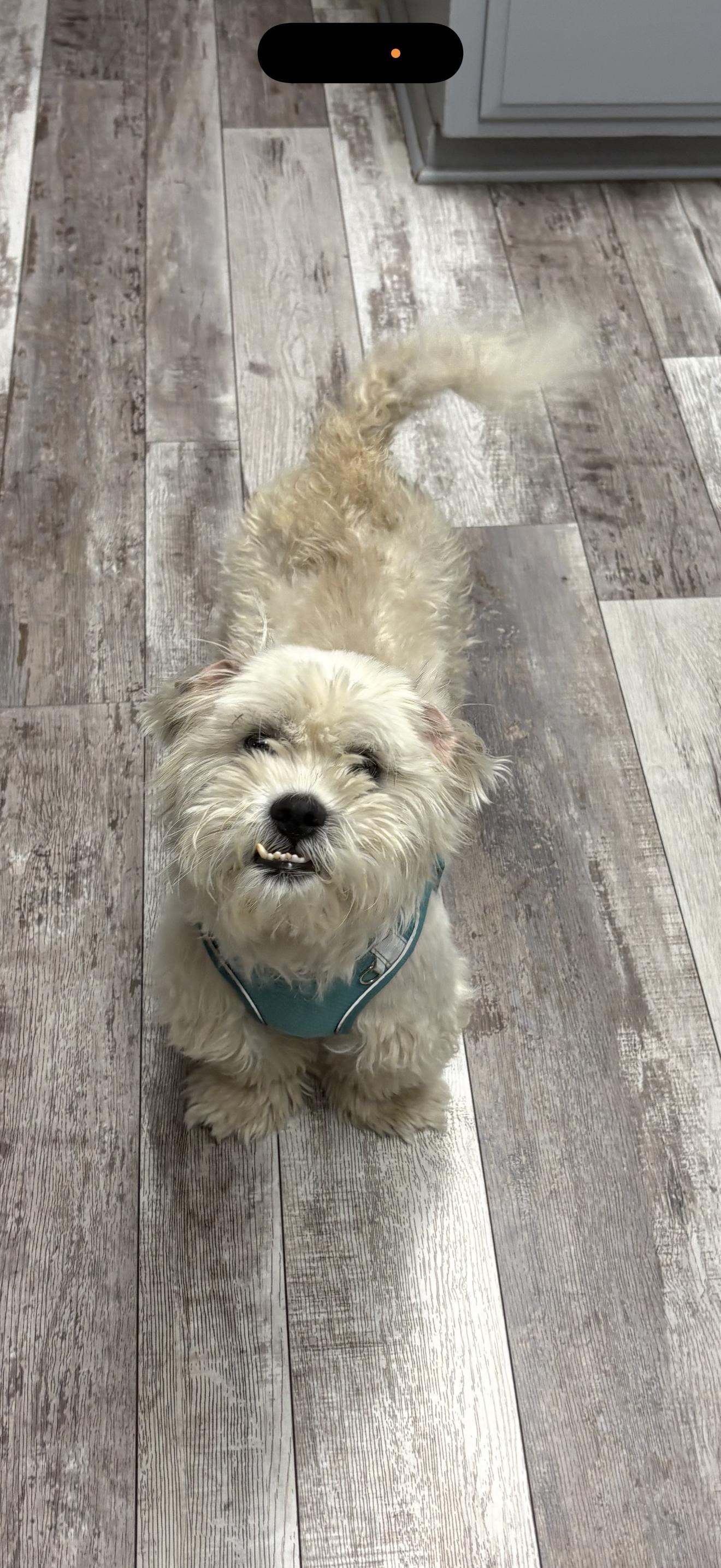 Enlarge Winston - The Total Sweetheart, a ADOPTABLE mixed breed in North Hollywood , CA image 2/2