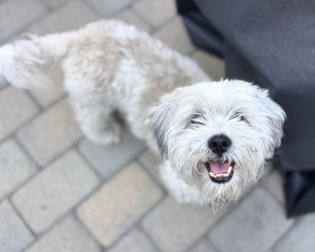 Winston - The Total Sweetheart, a ADOPTABLE mixed breed in North Hollywood , CA image 1/5