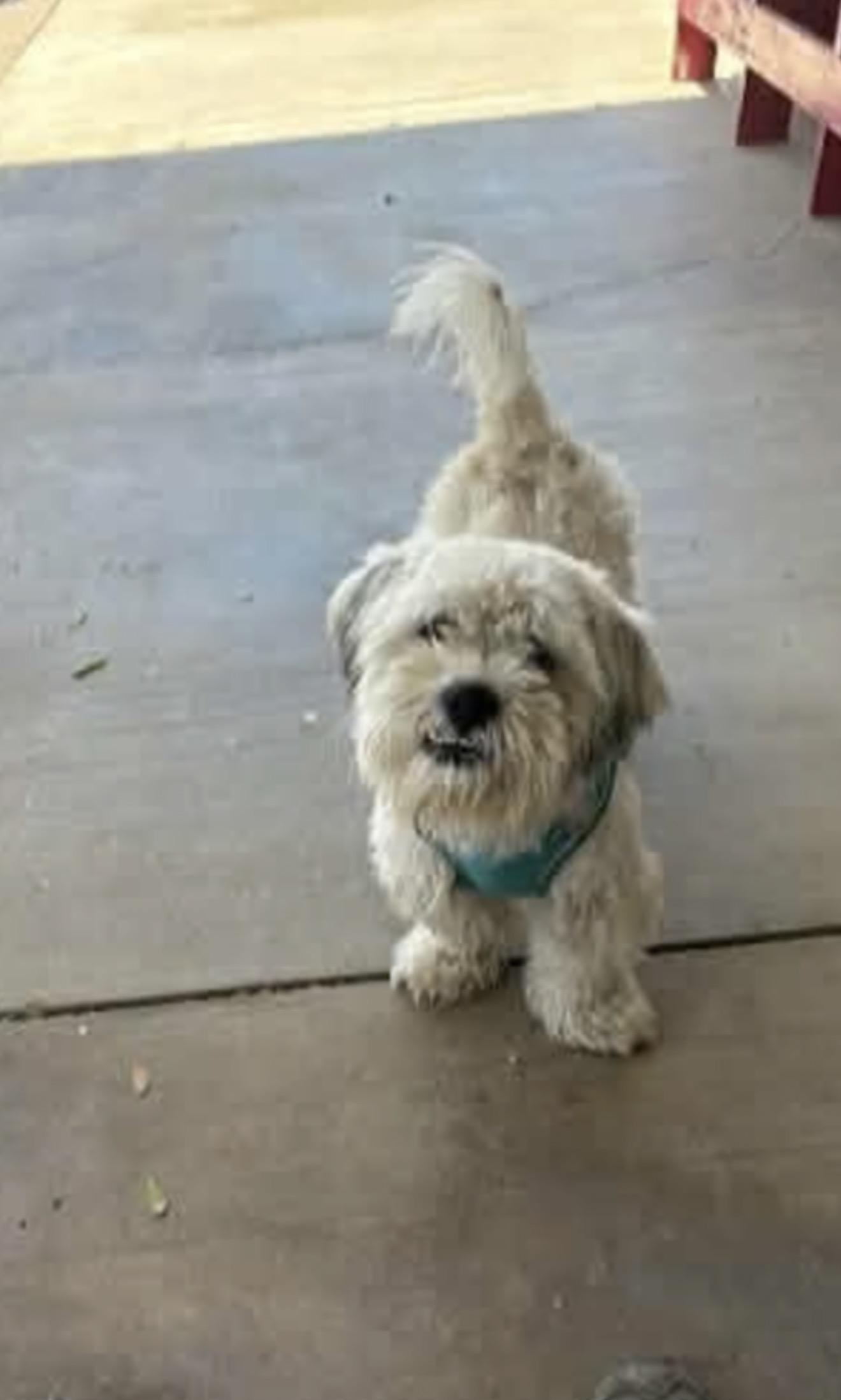 Enlarge Winston - The Total Sweetheart, a ADOPTABLE mixed breed in North Hollywood , CA image 1/2