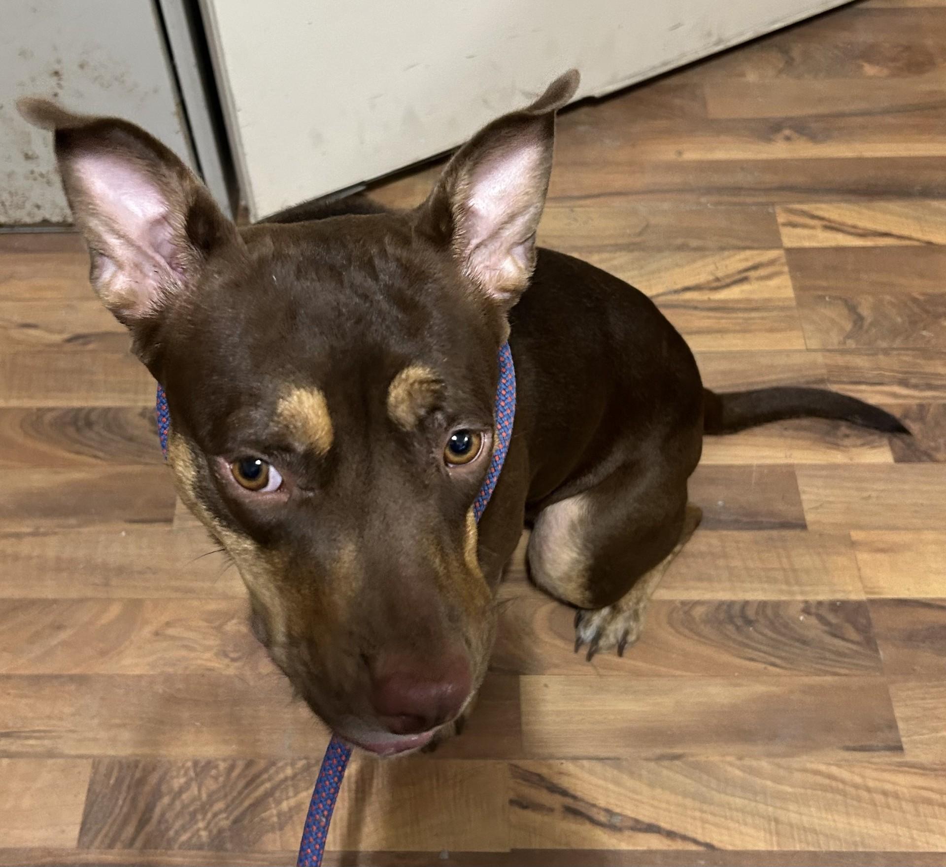 Enlarge Mini, a ADOPTABLE mixed breed in Baldwin, MI image 1/1