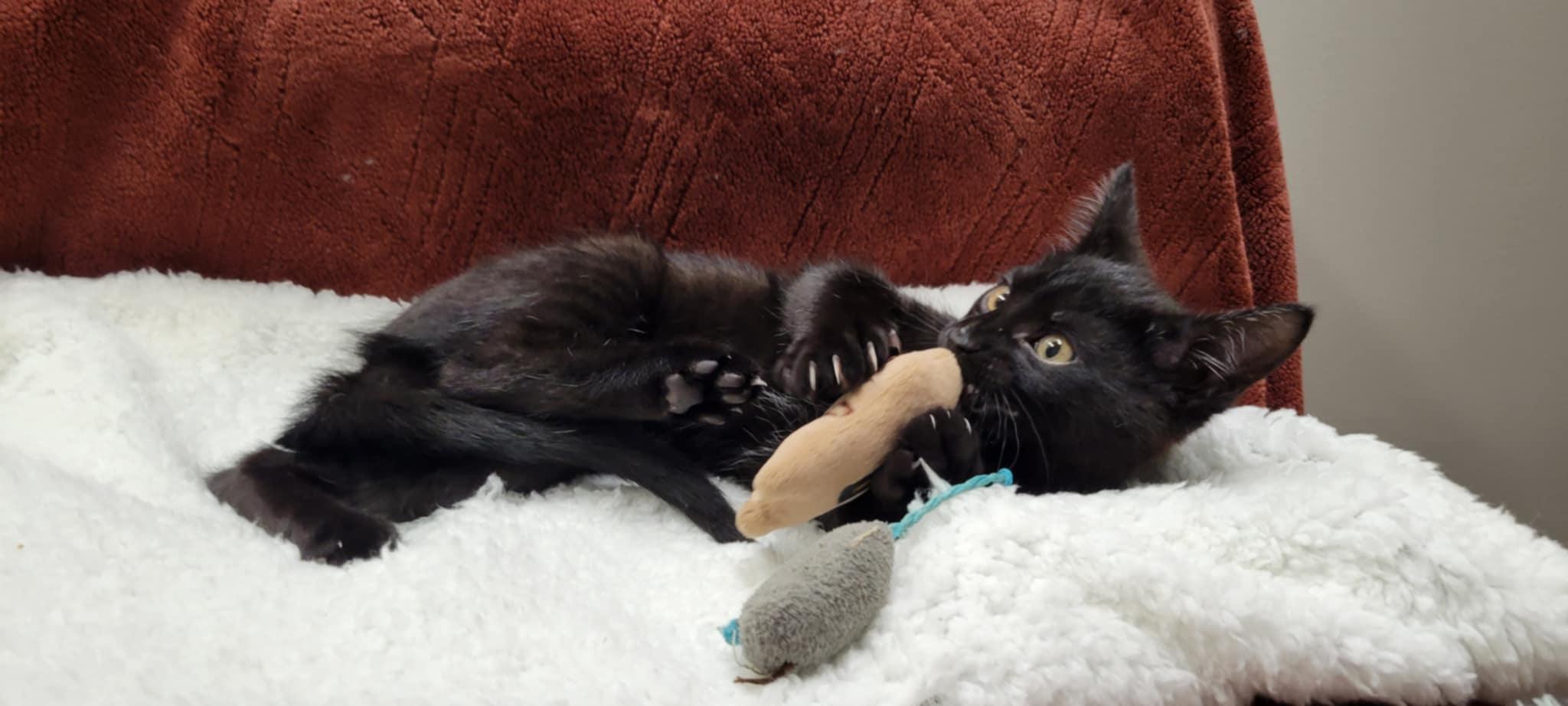 Enlarge Bean, a Adopted Domestic Short Hair in Blaine, MN image 2/6