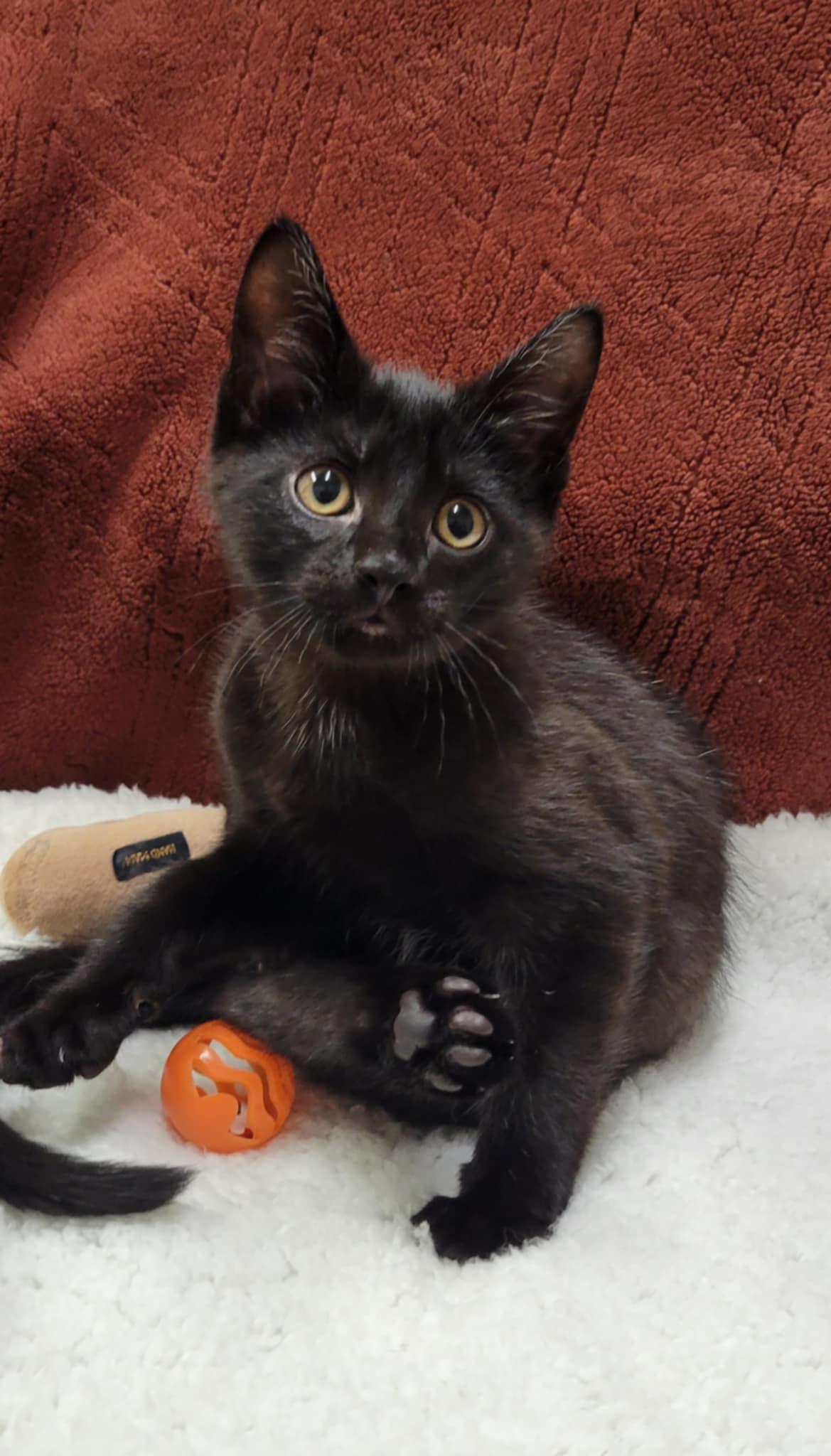 Bean, Adopted, Kitten Male Domestic Short Hair.