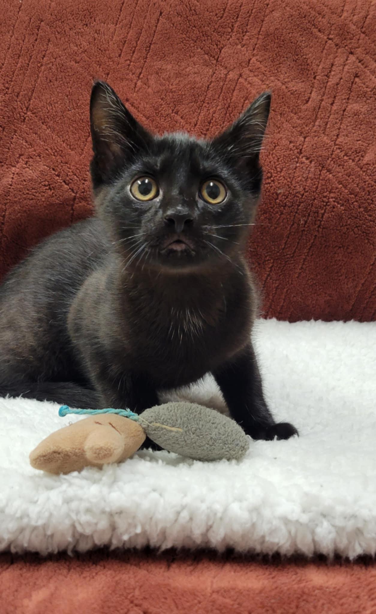 Enlarge Bean, a Adopted Domestic Short Hair in Blaine, MN image 3/6