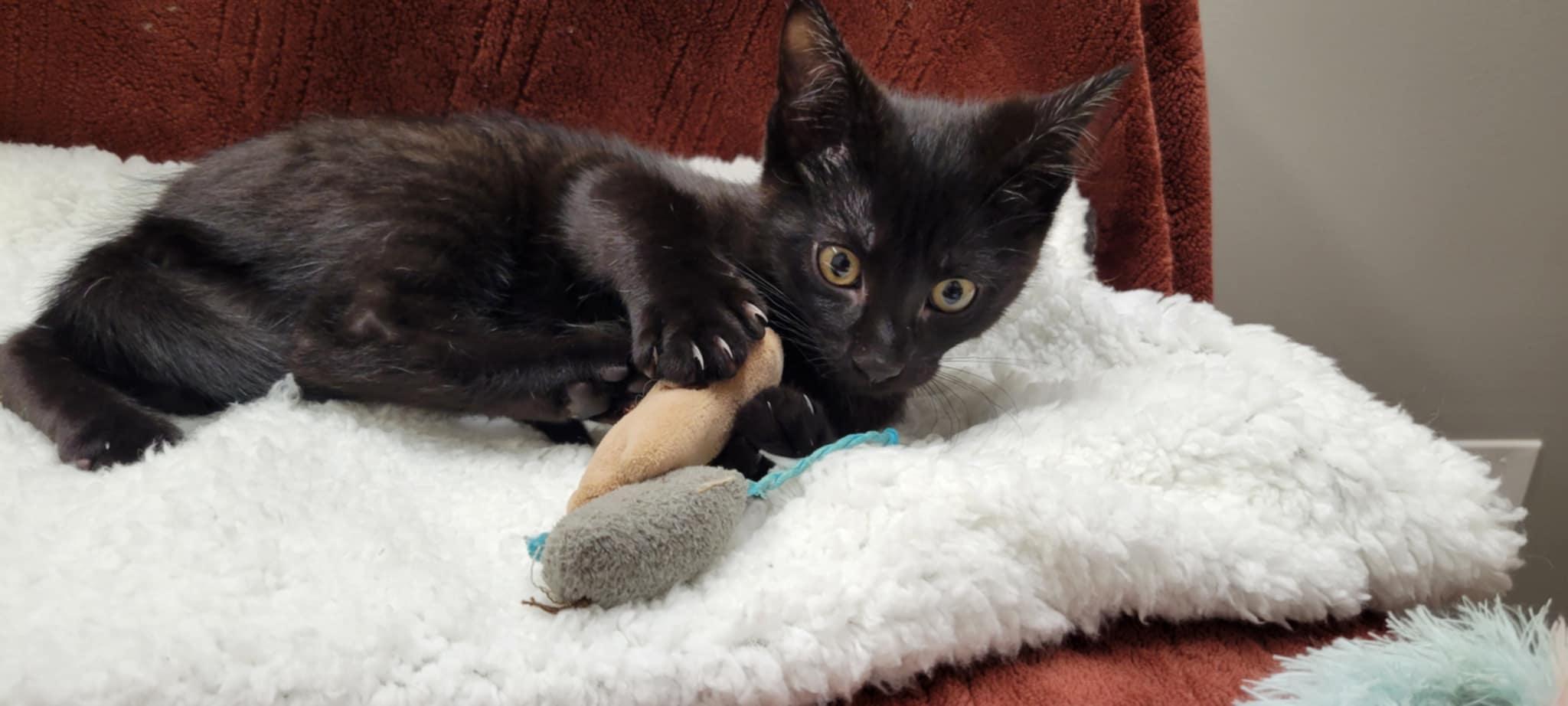 Enlarge Bean, a Adopted Domestic Short Hair in Blaine, MN image 4/6