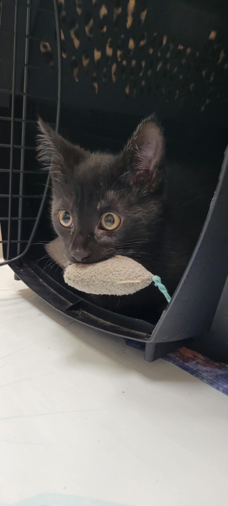 Enlarge Bean, a Adopted Domestic Short Hair in Blaine, MN image 5/6