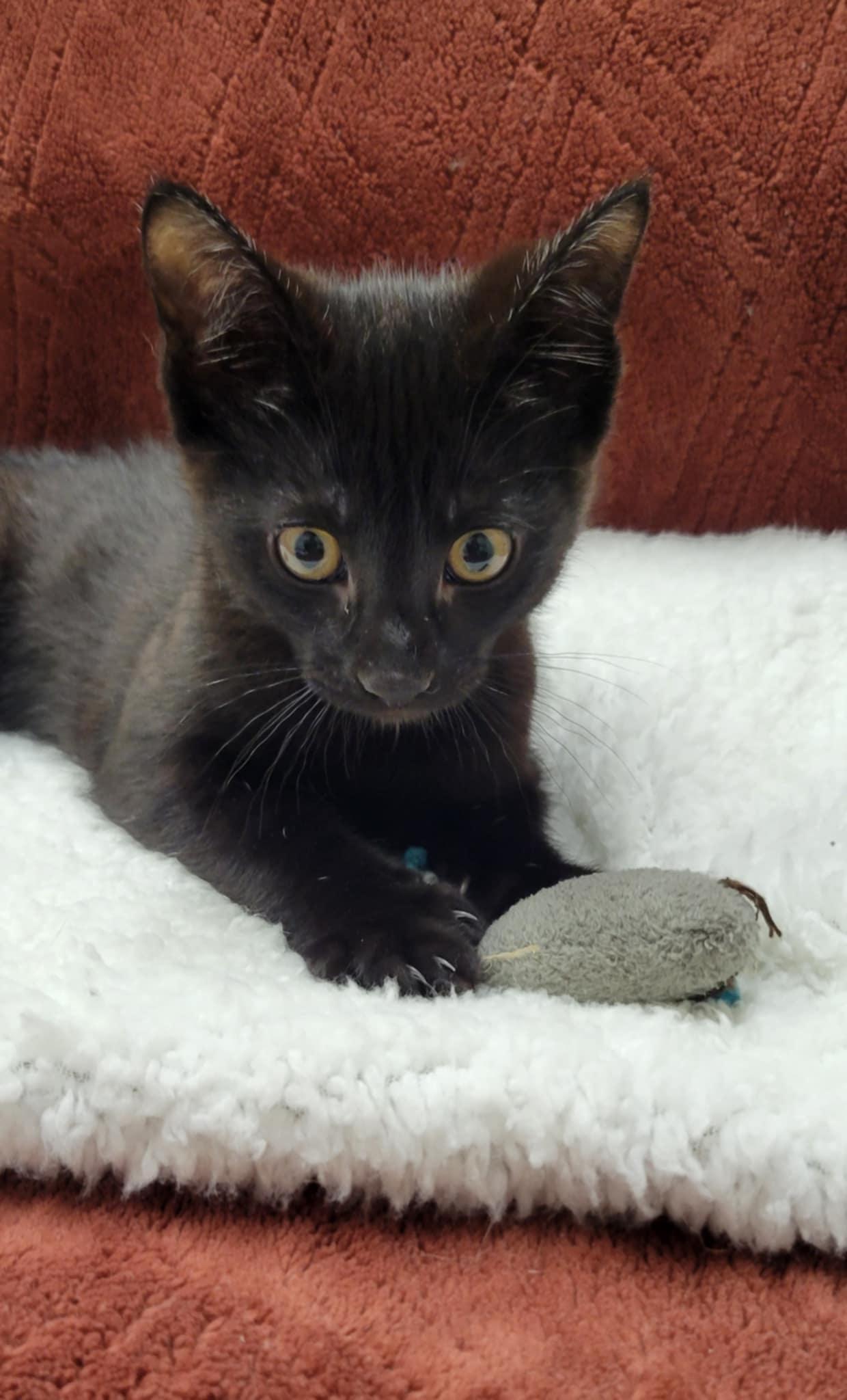 Enlarge Bean, a Adopted Domestic Short Hair in Blaine, MN image 6/6