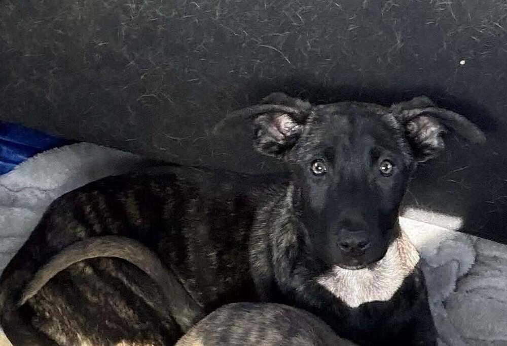 Rugrats Lil Located In thumbnail 2