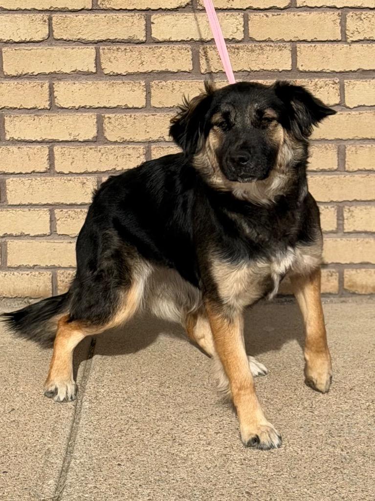 Tuffy, ADOPTABLE, Young Female Border Collie & German Shepherd Dog.