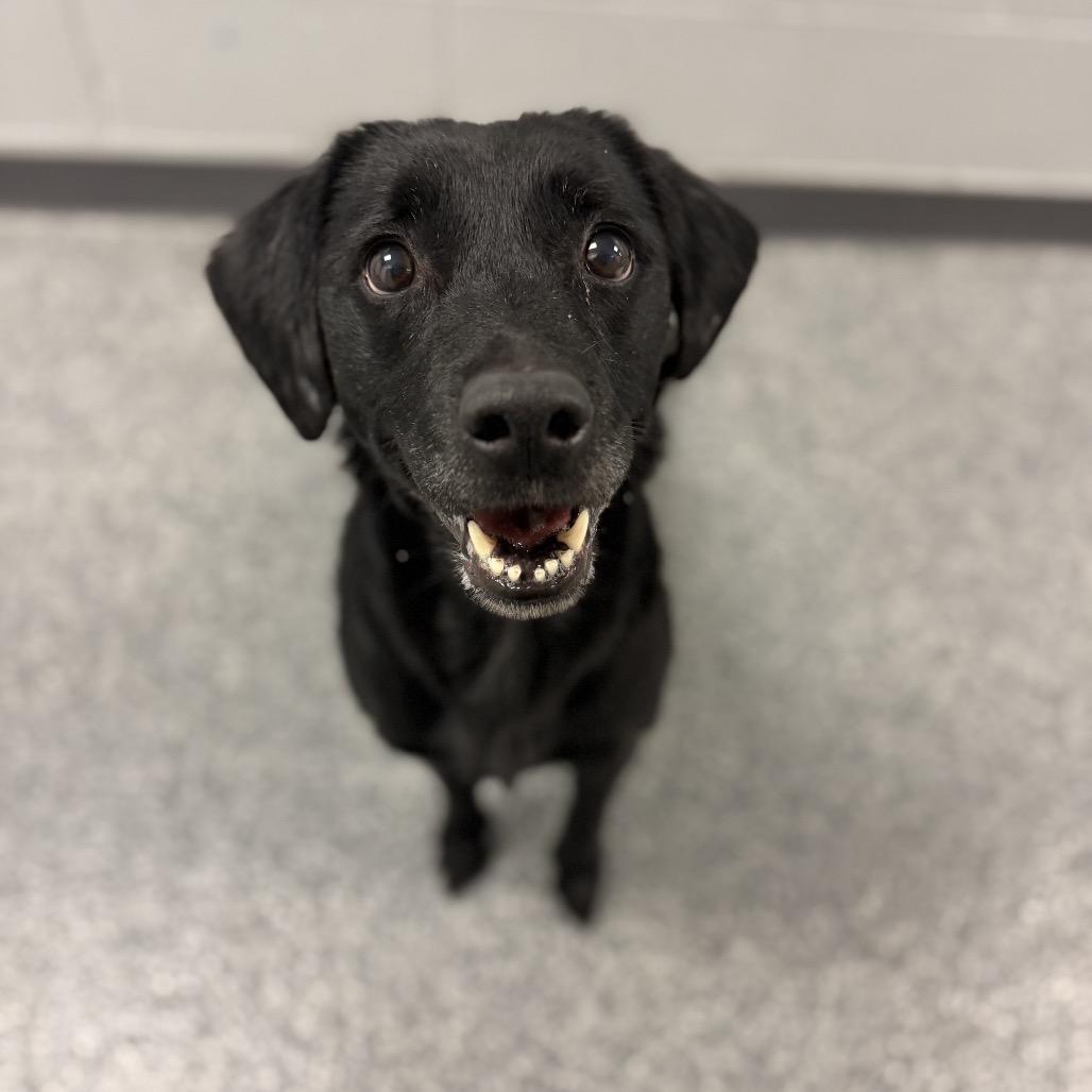 Sophie, ADOPTABLE, Adult Female Black Labrador Retriever.