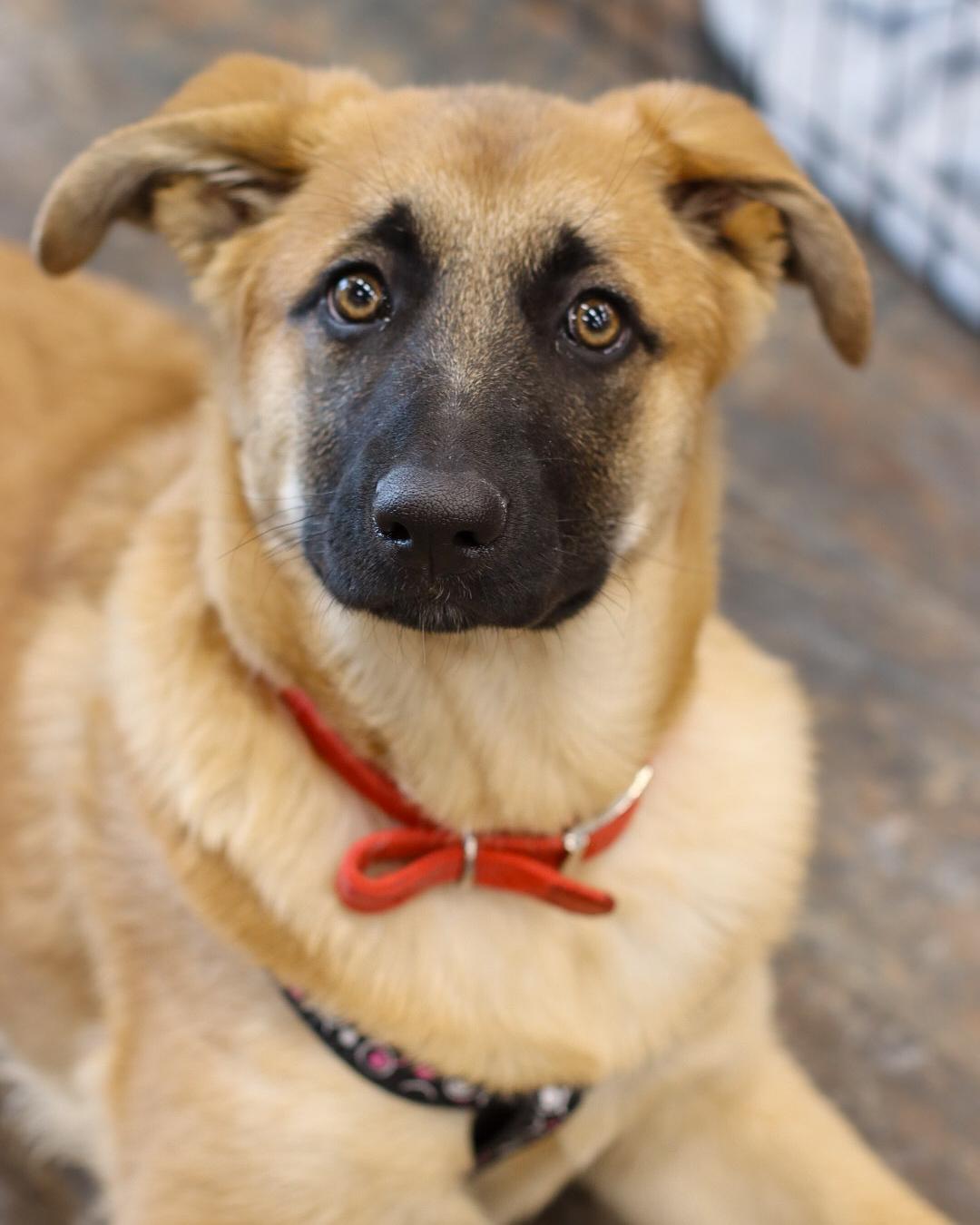 Enlarge Madame Morrible (Morrie), a Adoptable mixed breed in Steinbach, MB image 1/6