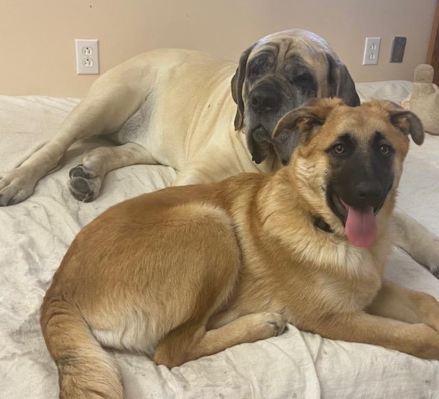 Enlarge Madame Morrible (Morrie), a Adoptable mixed breed in Steinbach, MB image 2/6