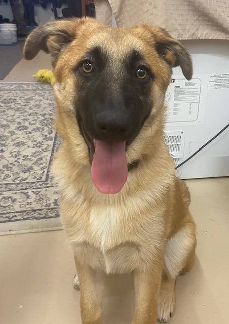 Enlarge Madame Morrible (Morrie), a Adoptable mixed breed in Steinbach, MB image 3/6