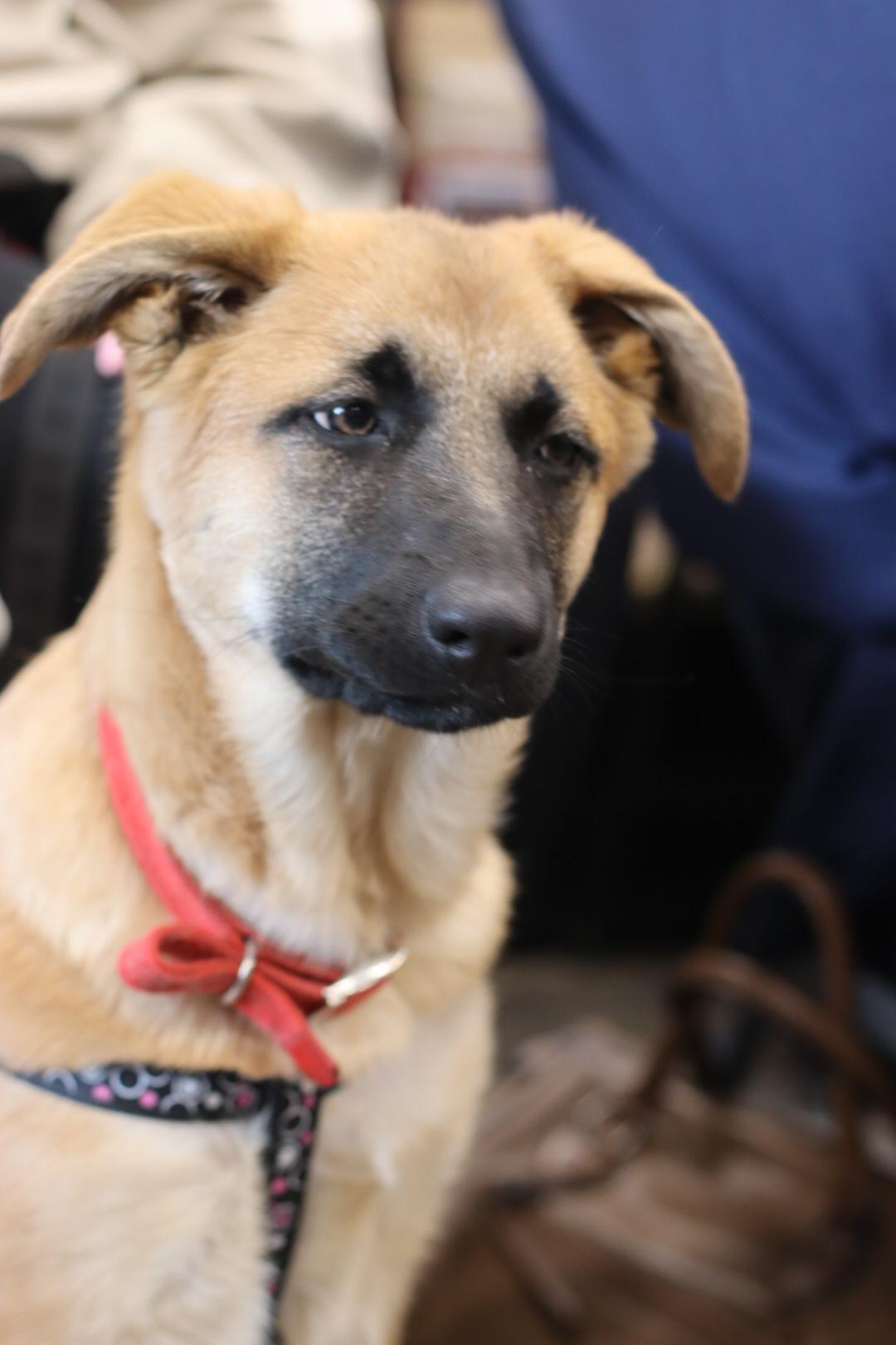 Enlarge Madame Morrible (Morrie), a Adoptable mixed breed in Steinbach, MB image 2/6