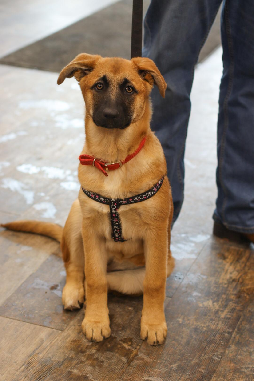 Enlarge Madame Morrible (Morrie), a Adoptable mixed breed in Steinbach, MB image 3/6