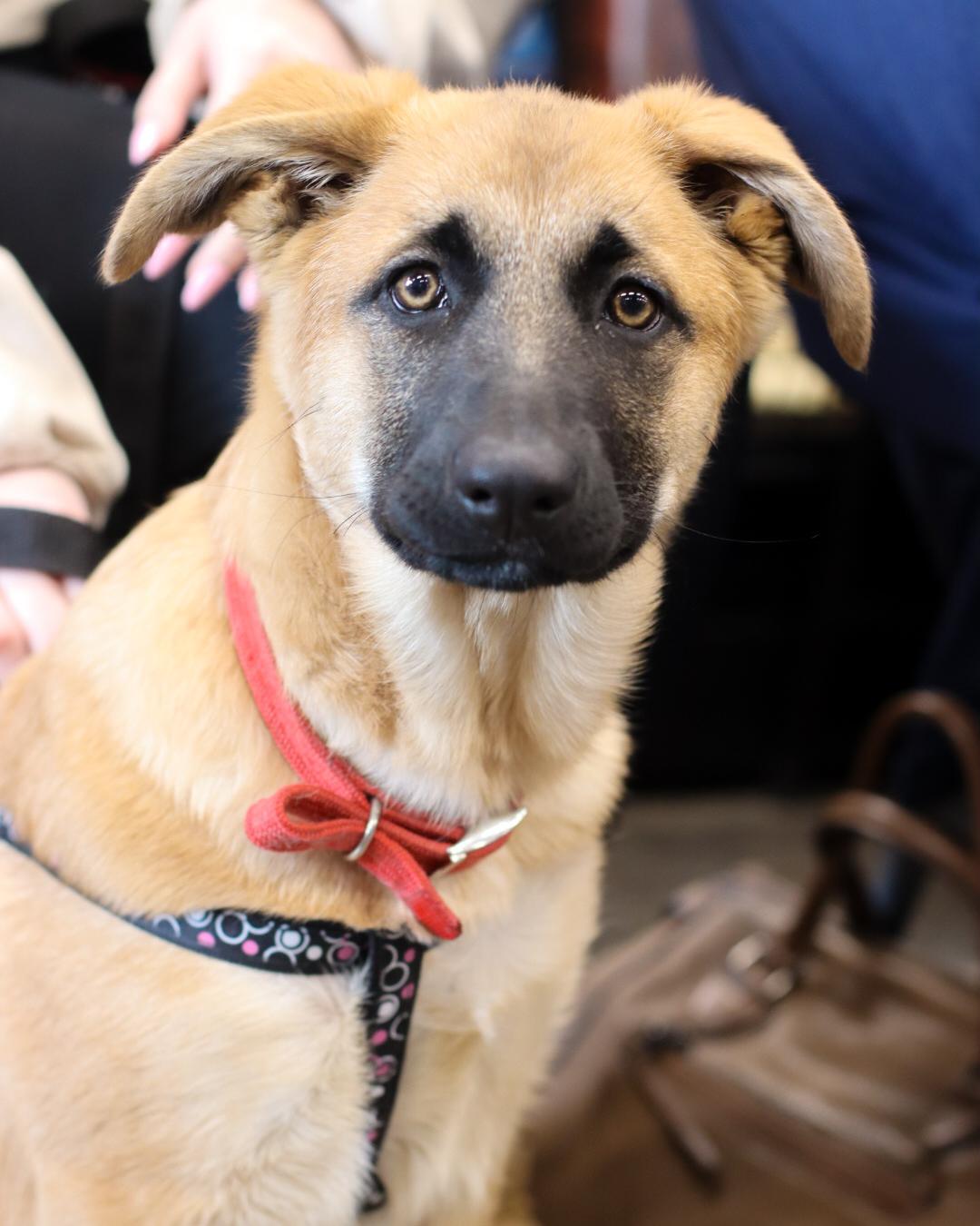 Enlarge Madame Morrible (Morrie), a Adoptable mixed breed in Steinbach, MB image 4/6