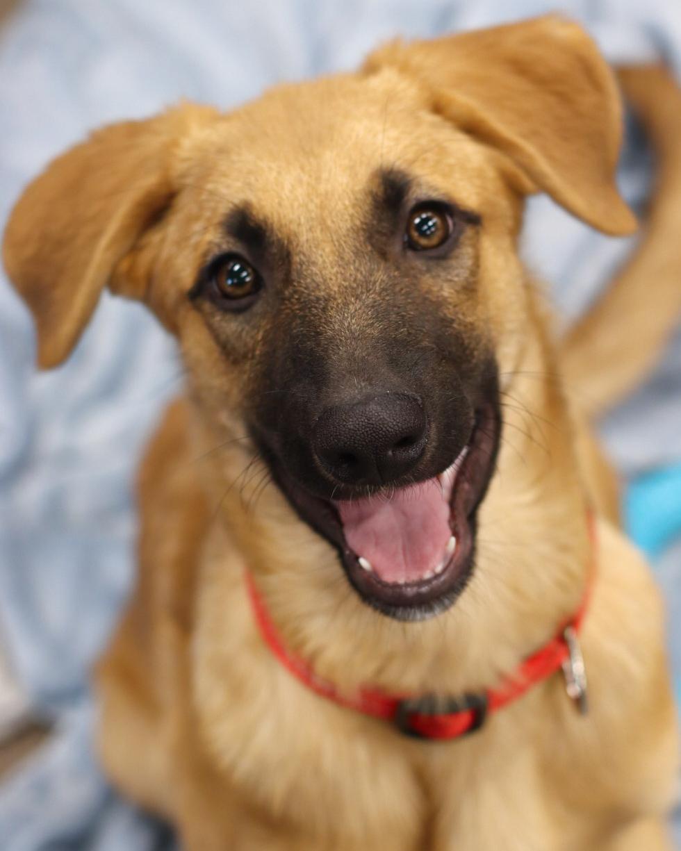 Enlarge Madame Morrible (Morrie), a Adoptable mixed breed in Steinbach, MB image 5/6