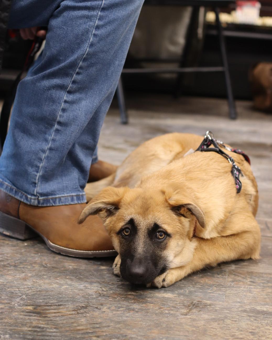 Madame Morrible (Morrie), Adoptable, Young Female German Shepherd Dog.