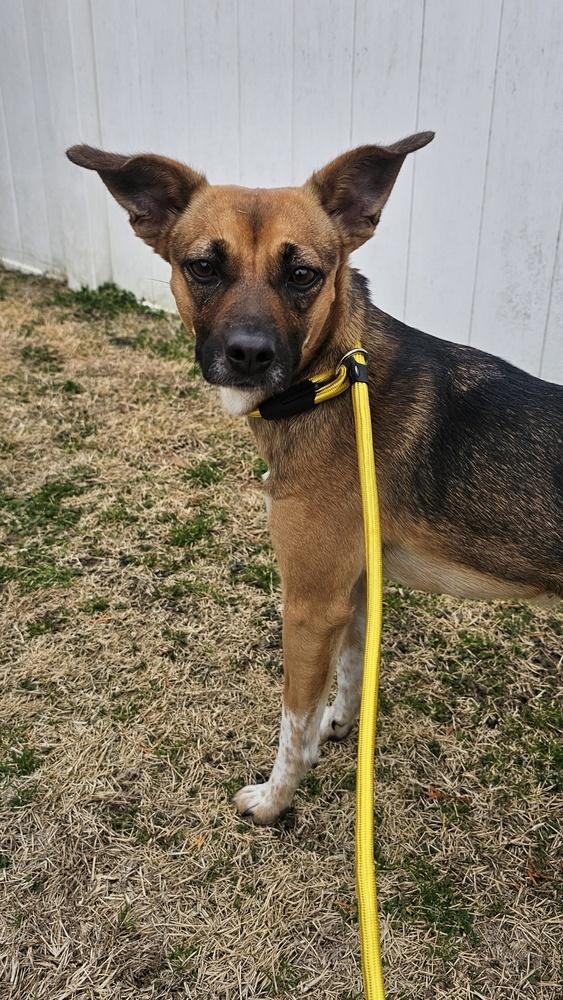 Enlarge Lola, a Adoptable mixed breed in Willingboro, NJ image 1/6