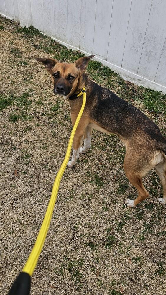 Enlarge Lola, a Adoptable mixed breed in Willingboro, NJ image 5/6
