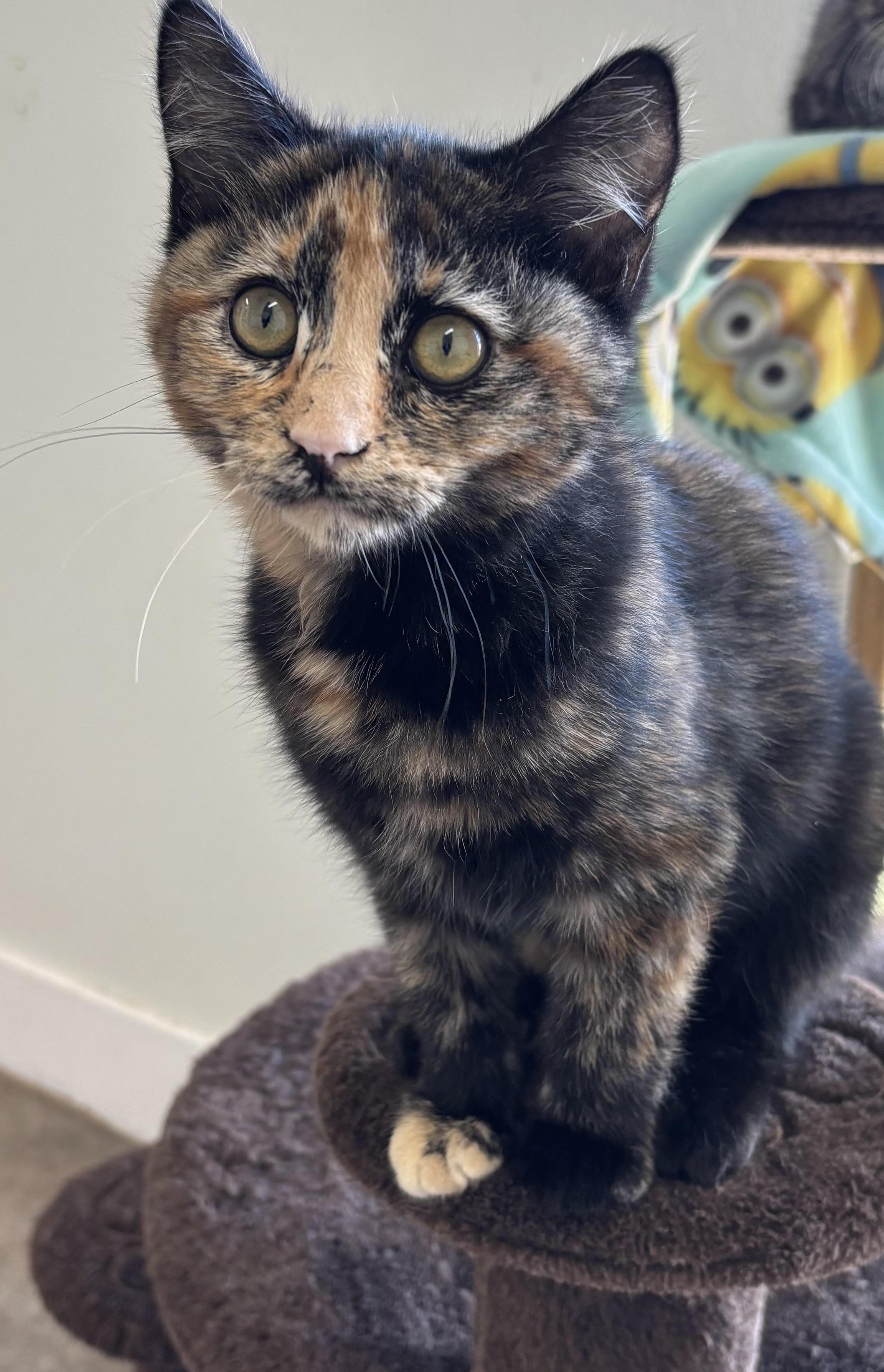 Enlarge Amber, a Adopted Domestic Short Hair in Rock Springs, WY image 1/1