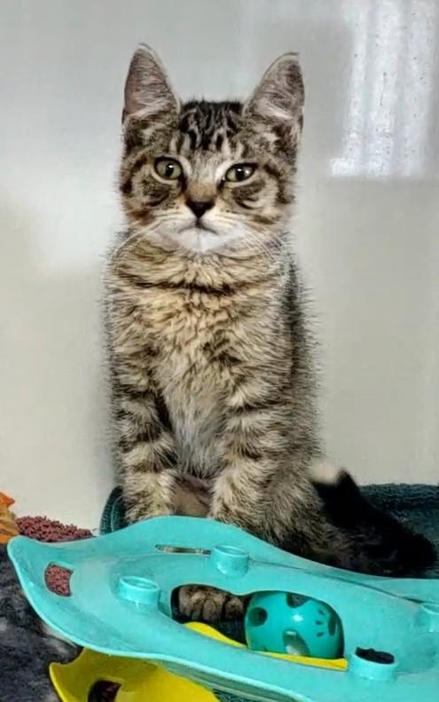 Enlarge Pinna, an adoptable Domestic Short Hair in Hutchinson, MN image 2/2