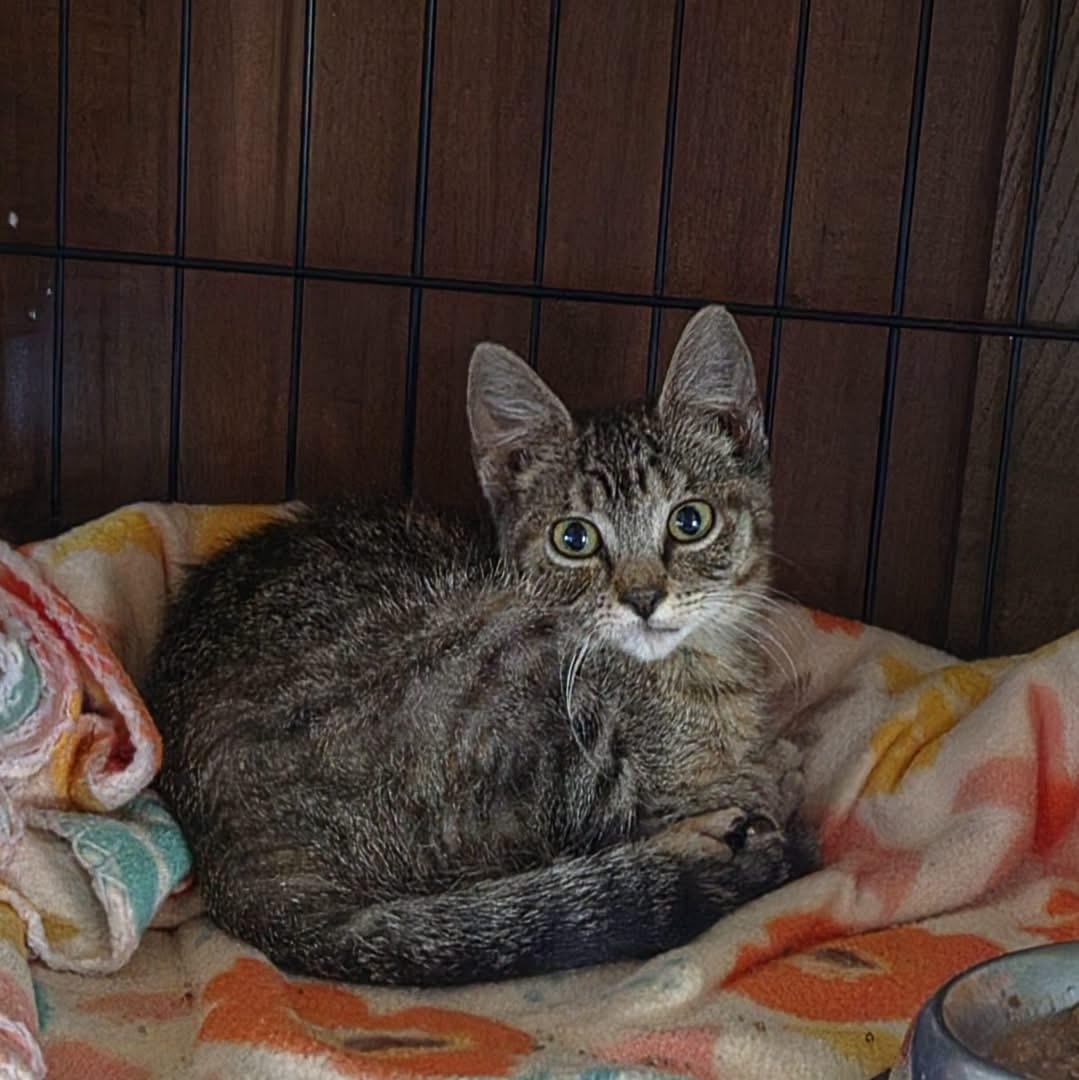 Enlarge Pinna, an adoptable Domestic Short Hair in Hutchinson, MN image 1/2