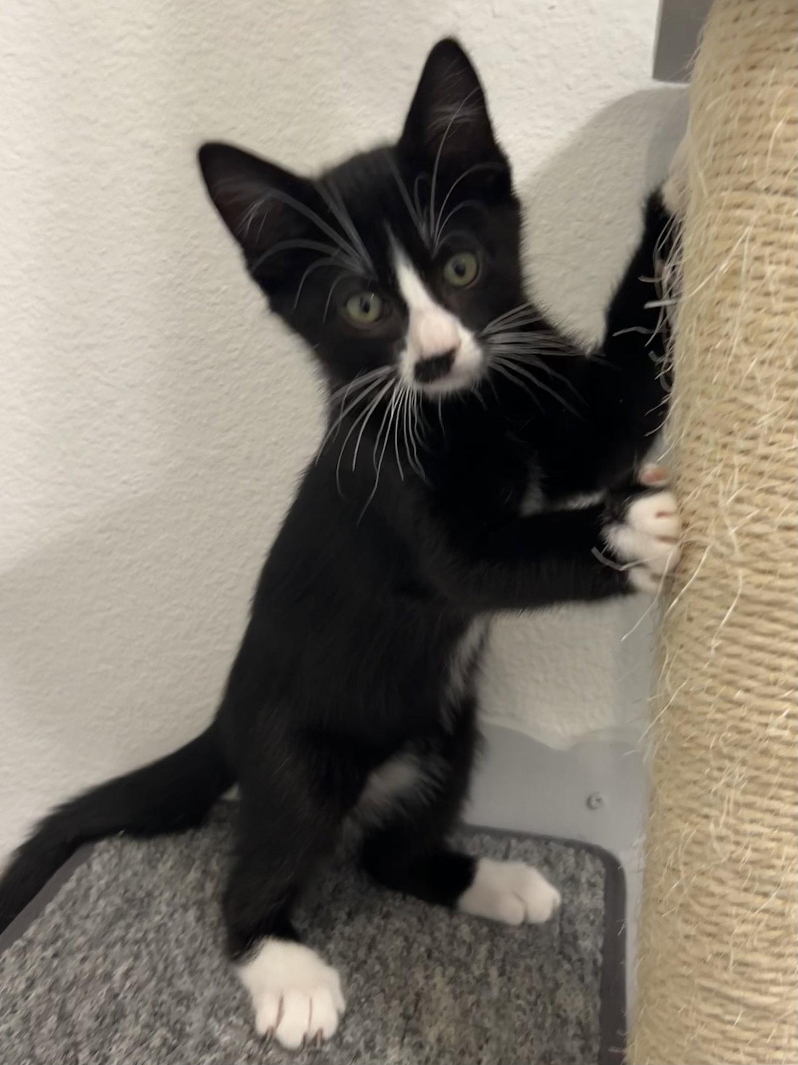Enlarge Ace, a Adopted Tuxedo in Plano, TX image 1/3