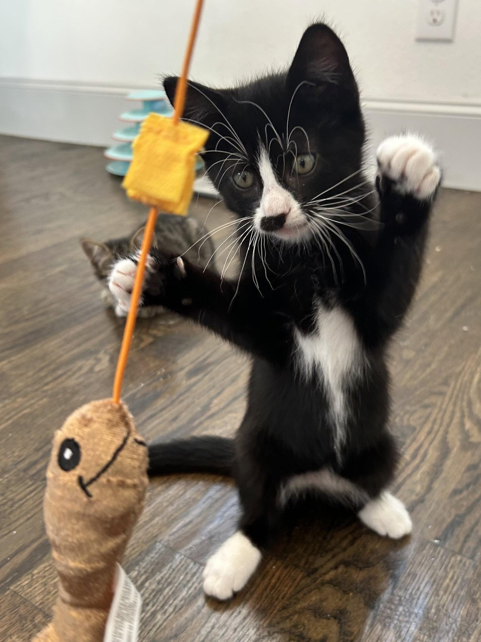 Enlarge Ace, a Adopted Tuxedo in Plano, TX image 2/3