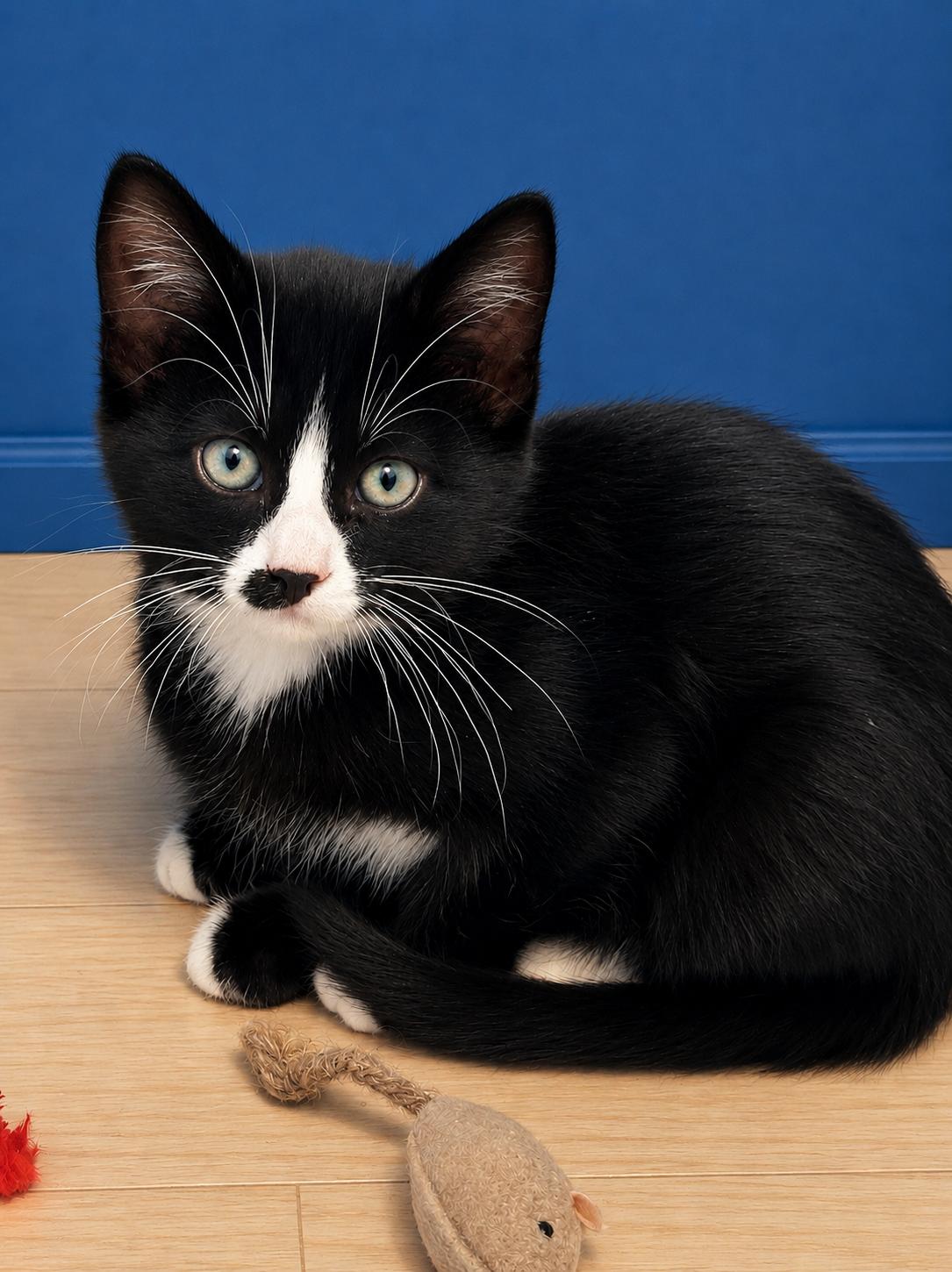 Enlarge Ace, a Adopted Tuxedo in Plano, TX image 3/3
