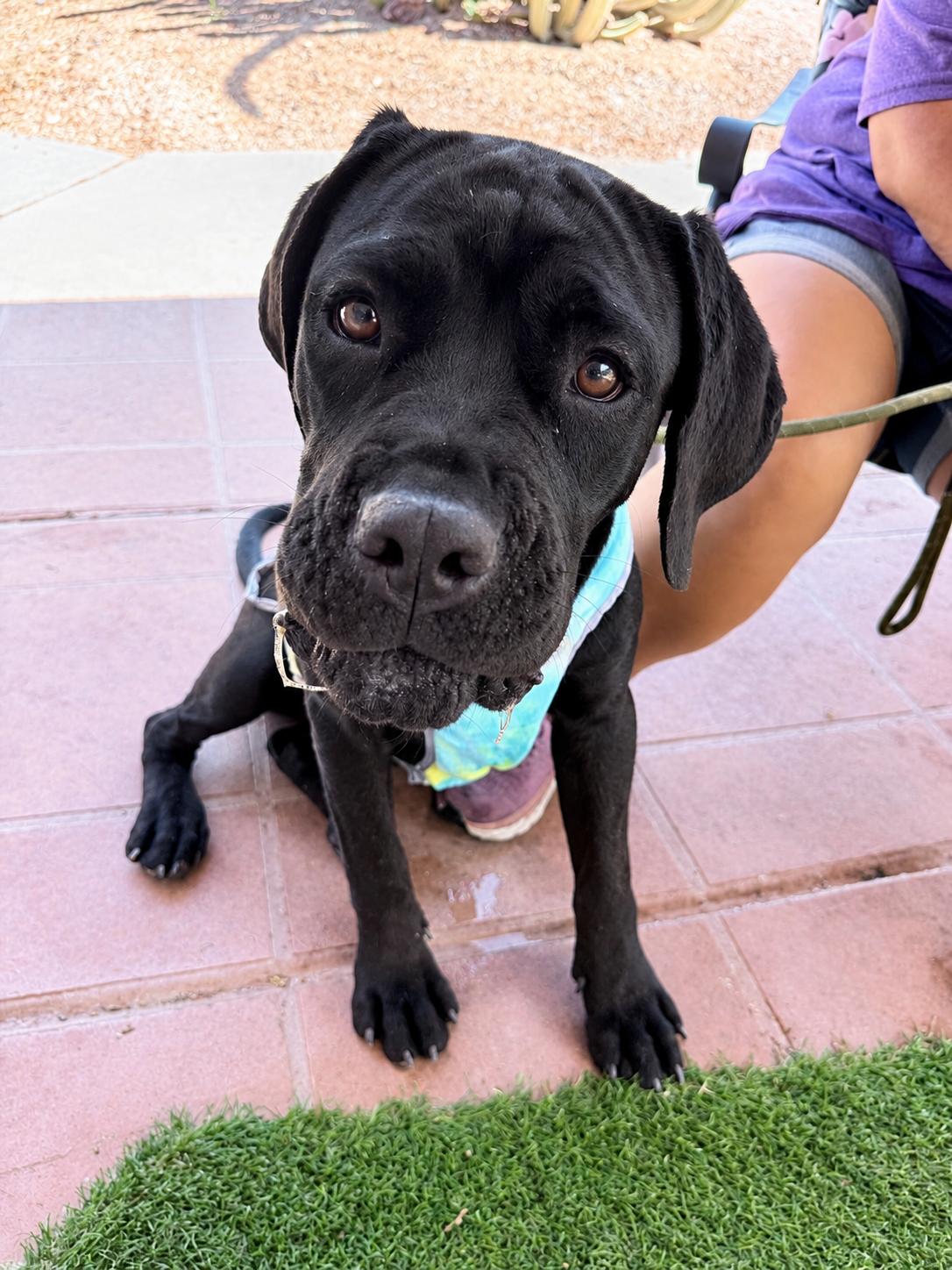 Sophie, Adoptable, Puppy Female Cane Corso.
