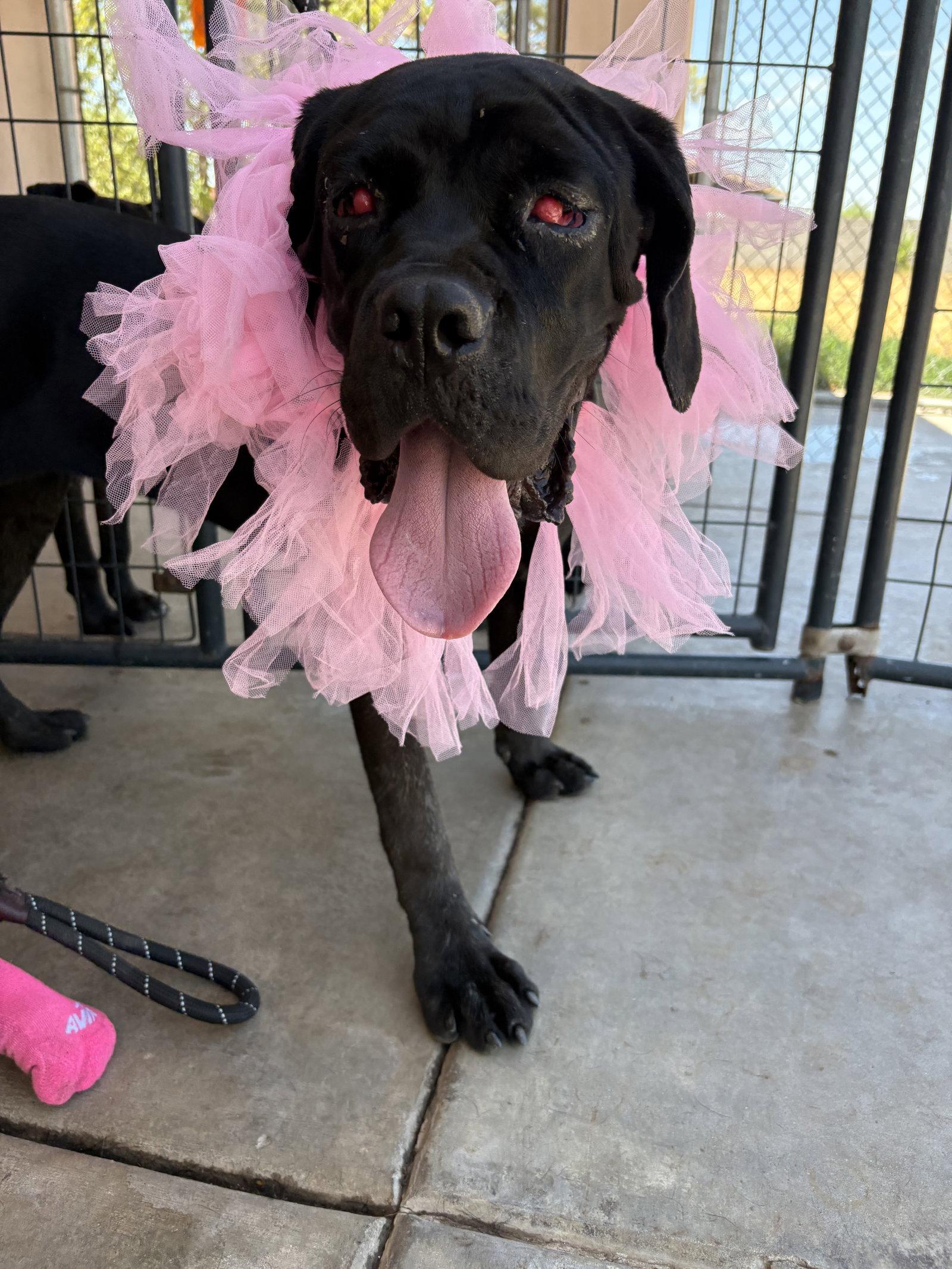 Enlarge Sophie, a Adoptable Cane Corso in Glendale, AZ image 2/3